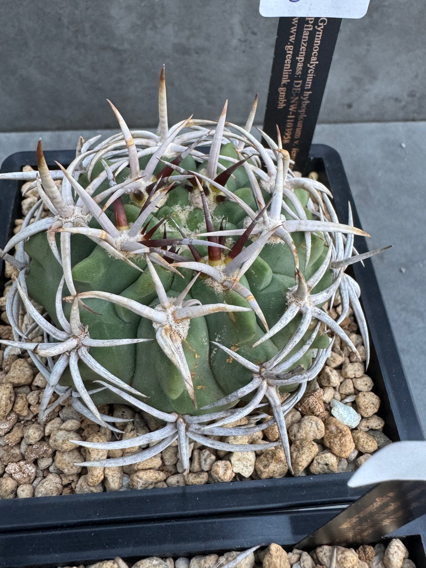 Gymnocalycium hybopleurum - super Selektion