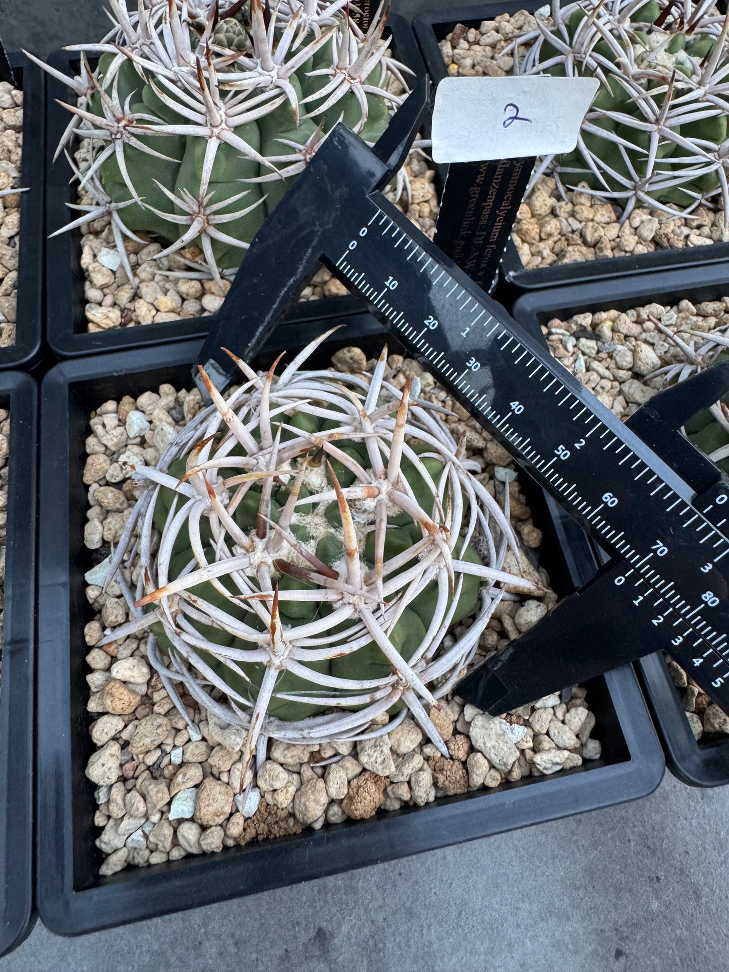 Gymnocalycium hybopleurum - super Selektion