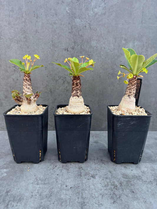 Euphorbia ramena - Riesenpflanzen