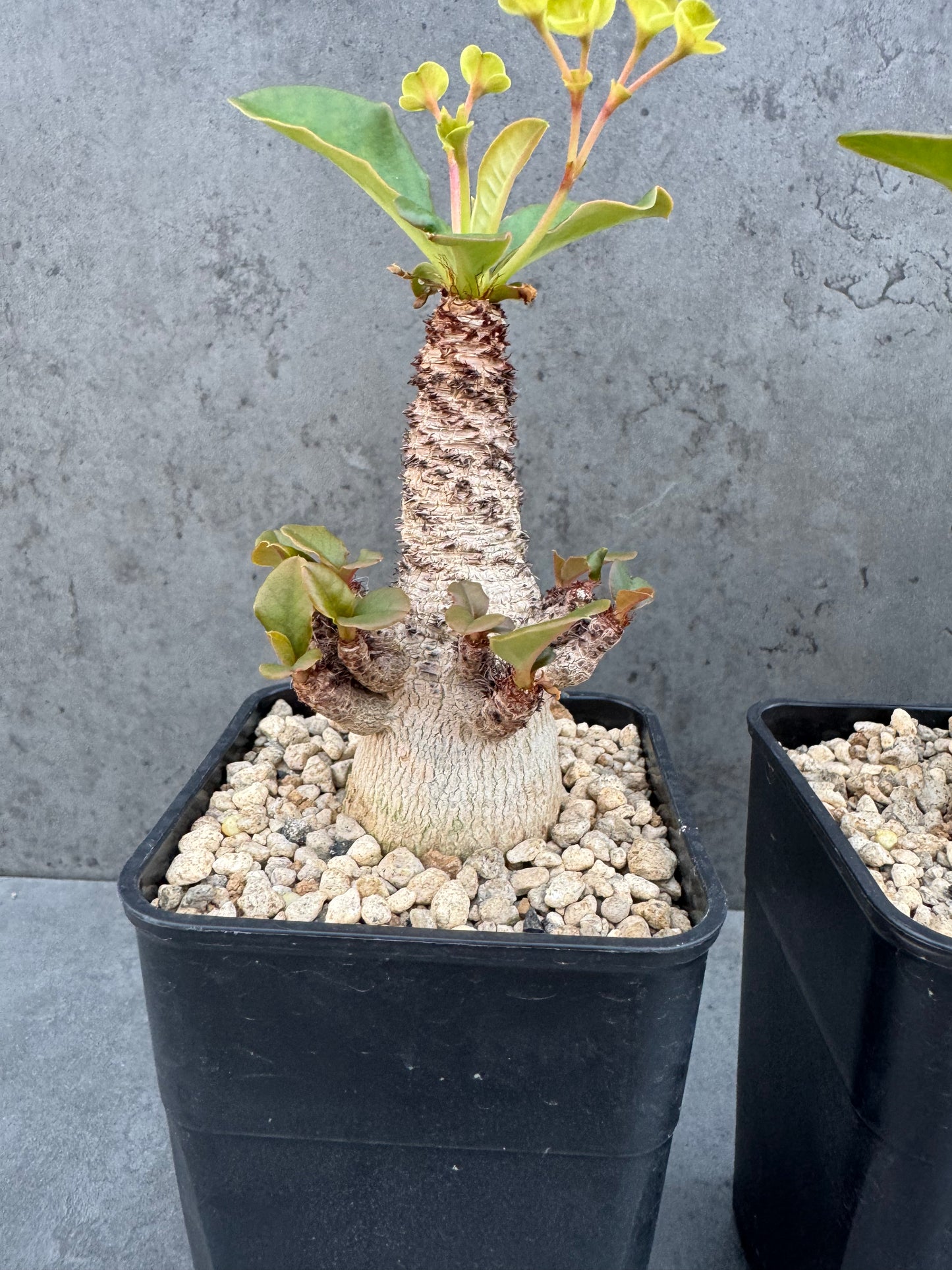 Euphorbia ramena - Riesenpflanzen