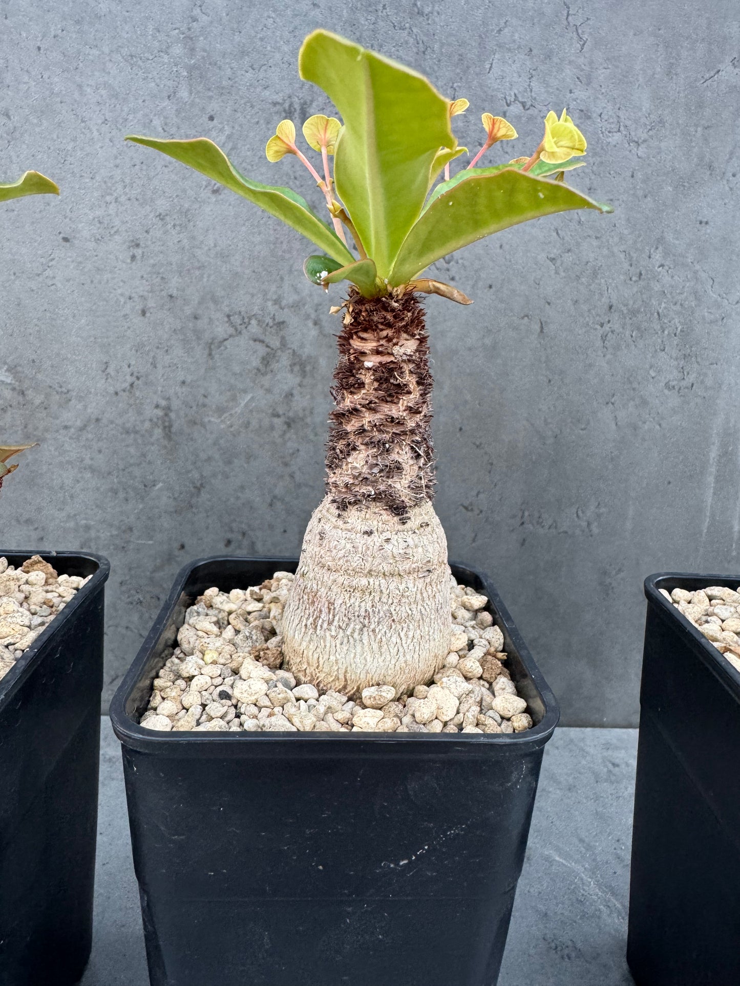 Euphorbia ramena - Riesenpflanzen