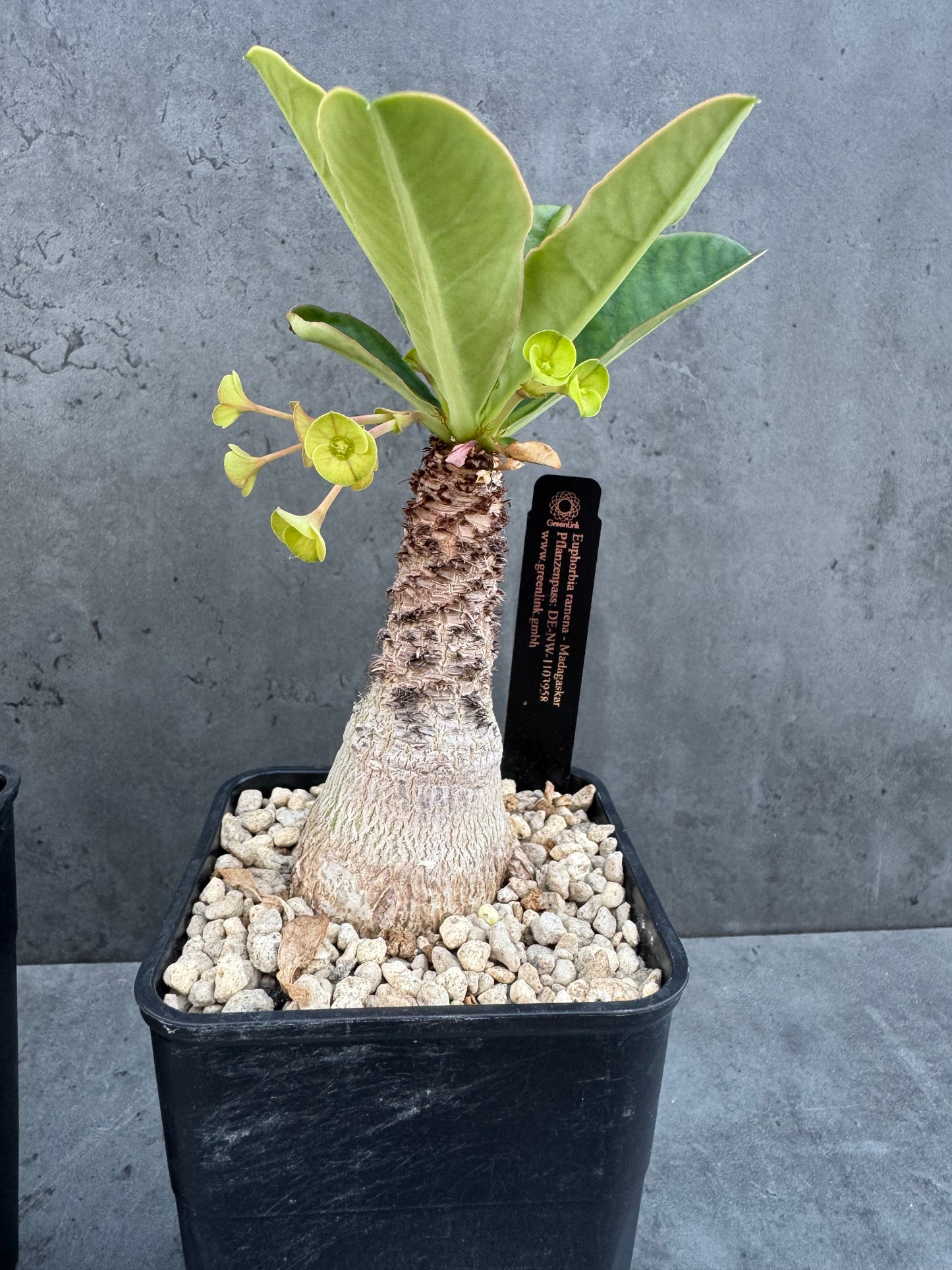Euphorbia ramena - Riesenpflanzen