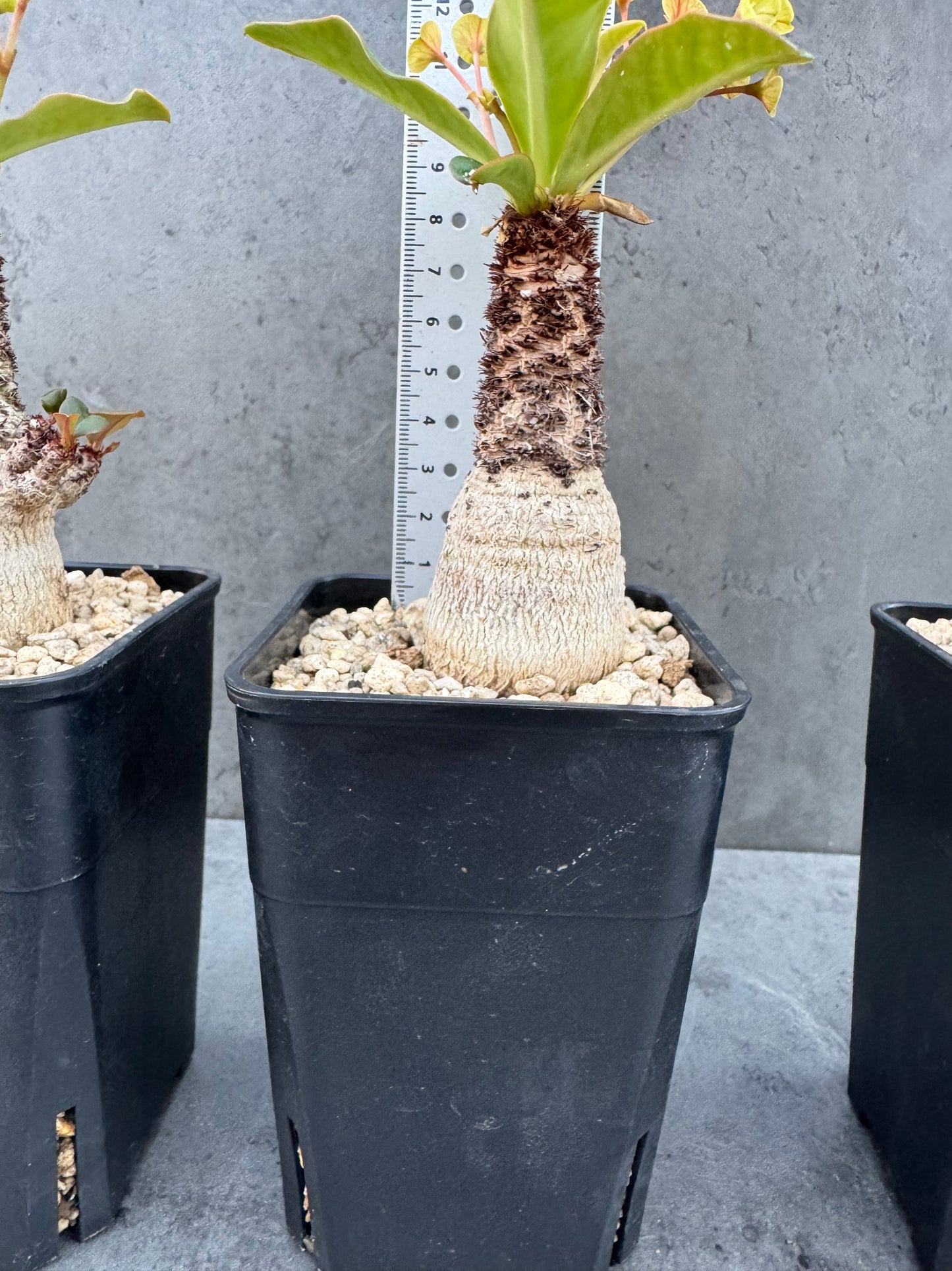 Euphorbia ramena - Riesenpflanzen