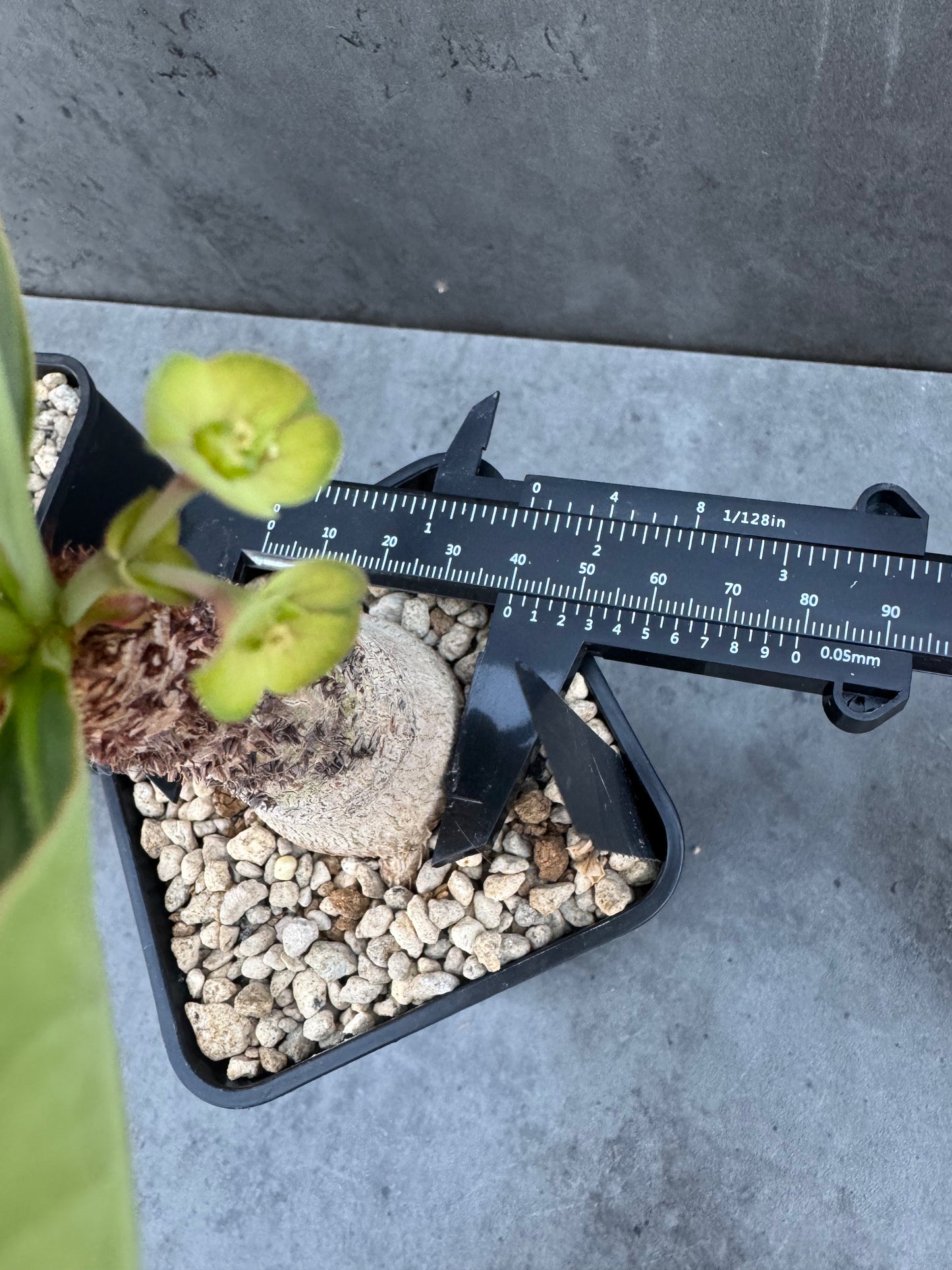 Euphorbia ramena - Riesenpflanzen