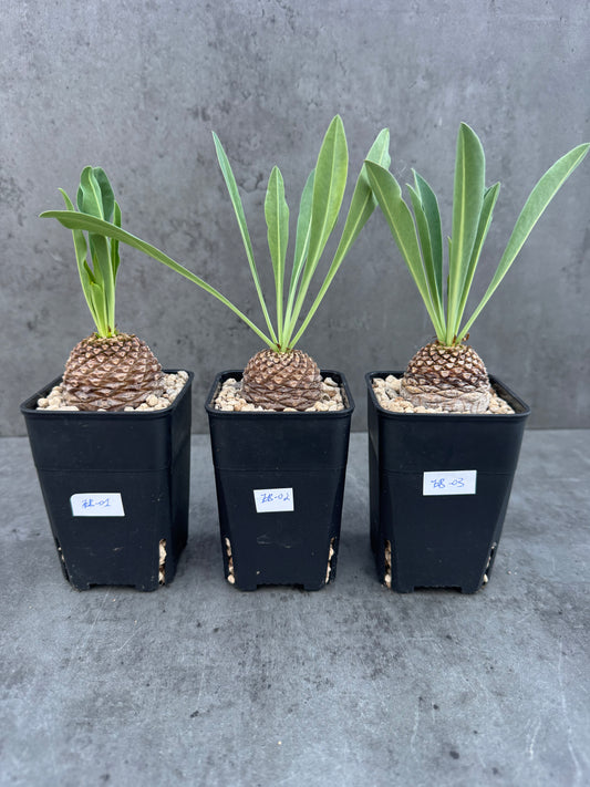 Euphorbia bupleurifolia – Exklusive Caudexpflanze mit Palmen- & Ananasoptik