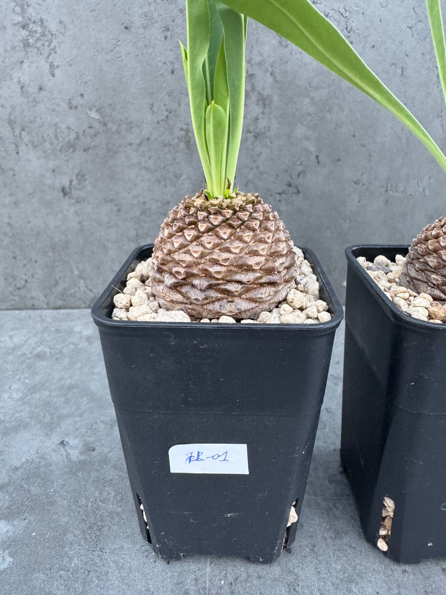 Euphorbia bupleurifolia – Exklusive Caudexpflanze mit Palmen- & Ananasoptik