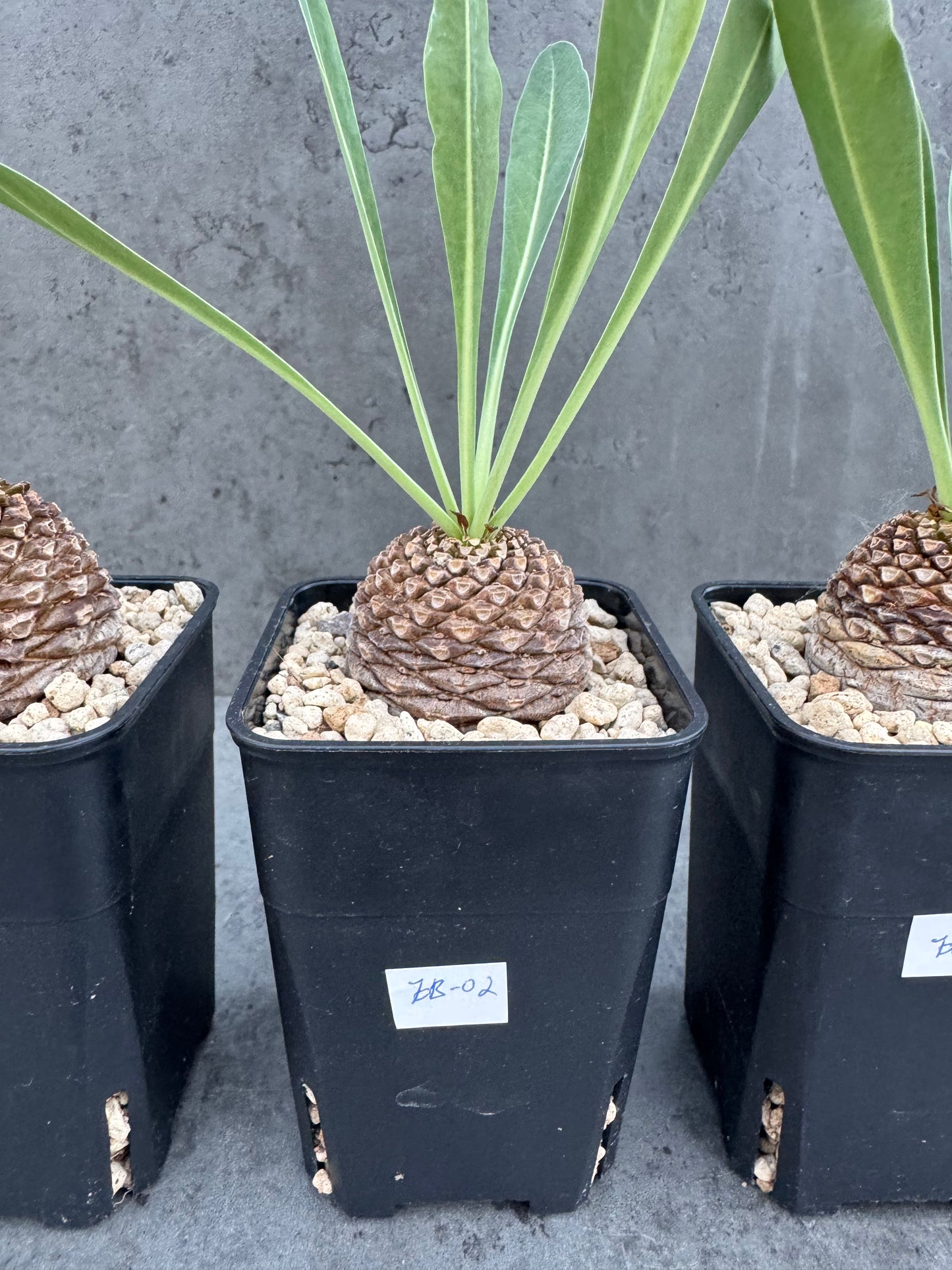 Euphorbia bupleurifolia – Exklusive Caudexpflanze mit Palmen- & Ananasoptik
