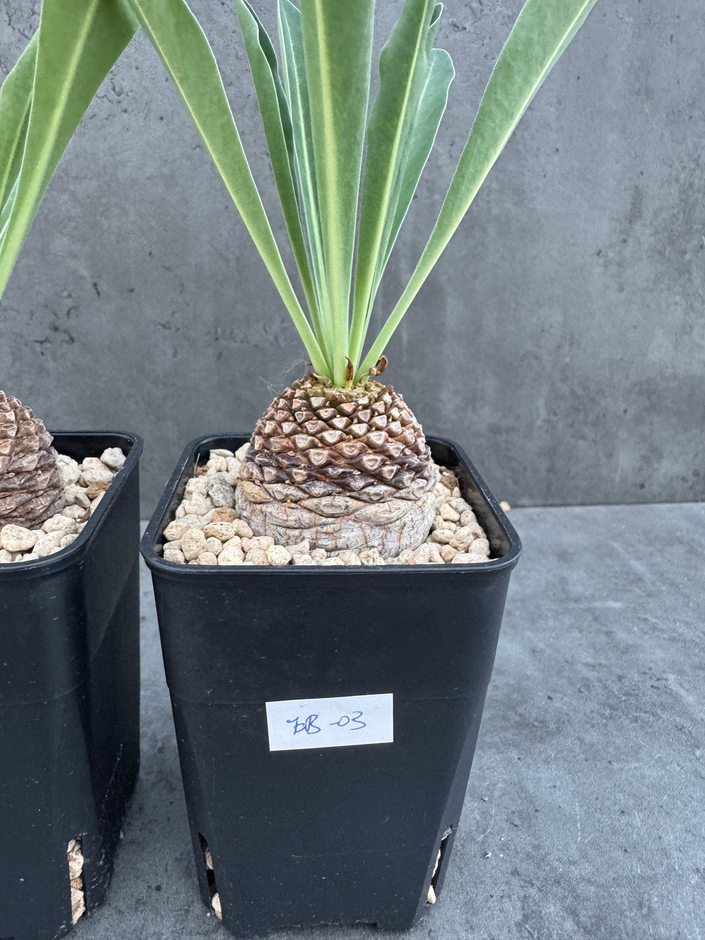 Euphorbia bupleurifolia – Exklusive Caudexpflanze mit Palmen- & Ananasoptik
