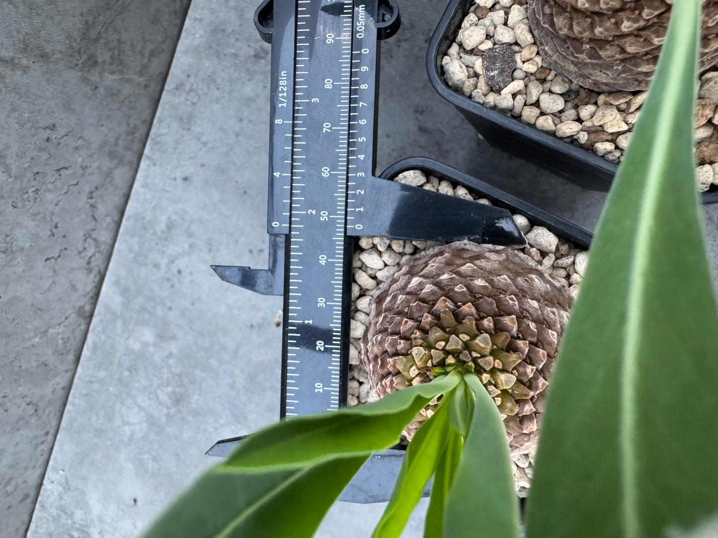 Euphorbia bupleurifolia – Exklusive Caudexpflanze mit Palmen- & Ananasoptik