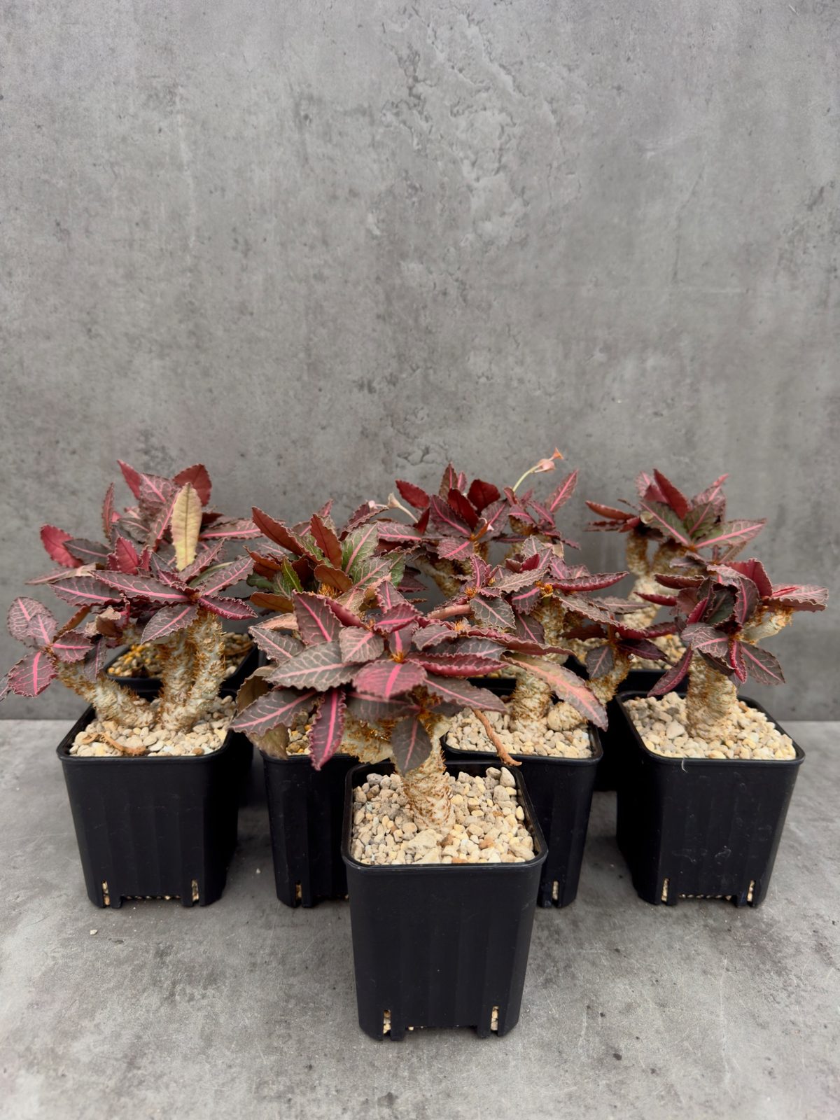 Euphorbia francoisii var. crassicaulis 'Rubrifolia' – robust kultiviert in rein mineralischem Substrat.