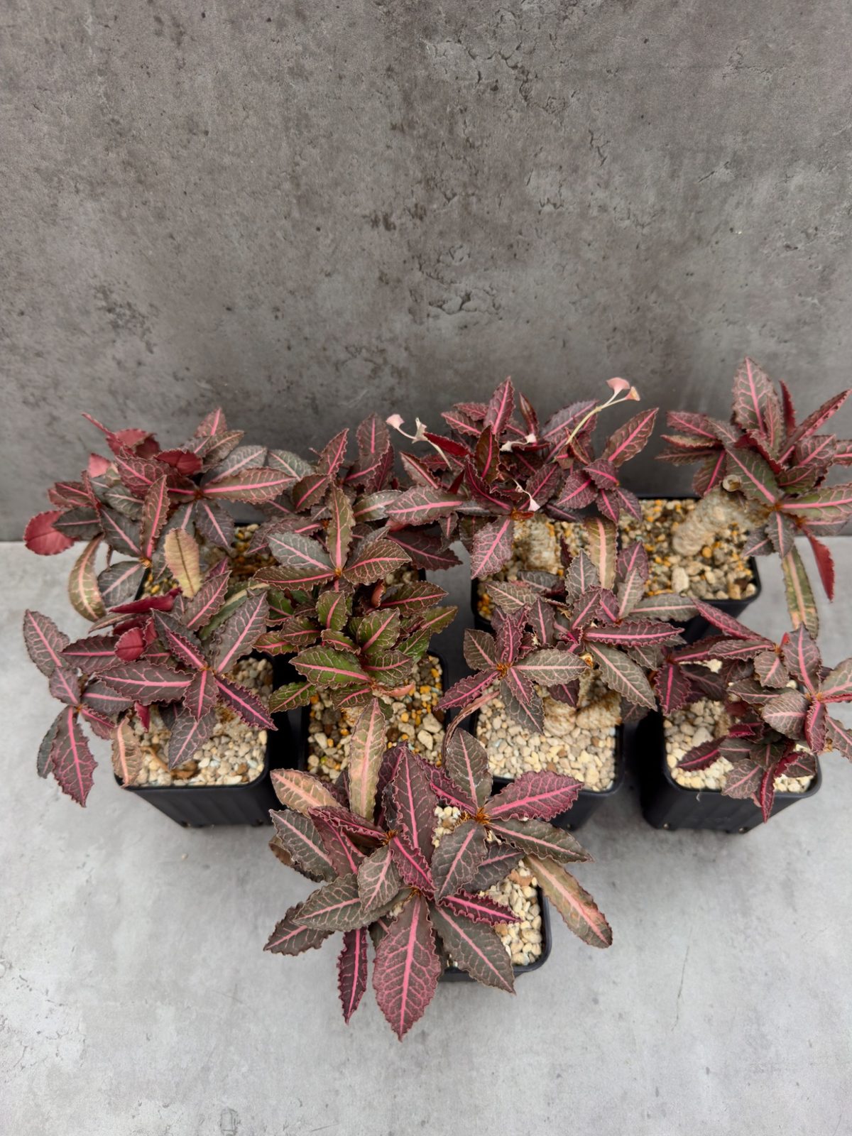 Euphorbia francoisii var. crassicaulis 'Rubrifolia' – robust kultiviert in rein mineralischem Substrat.