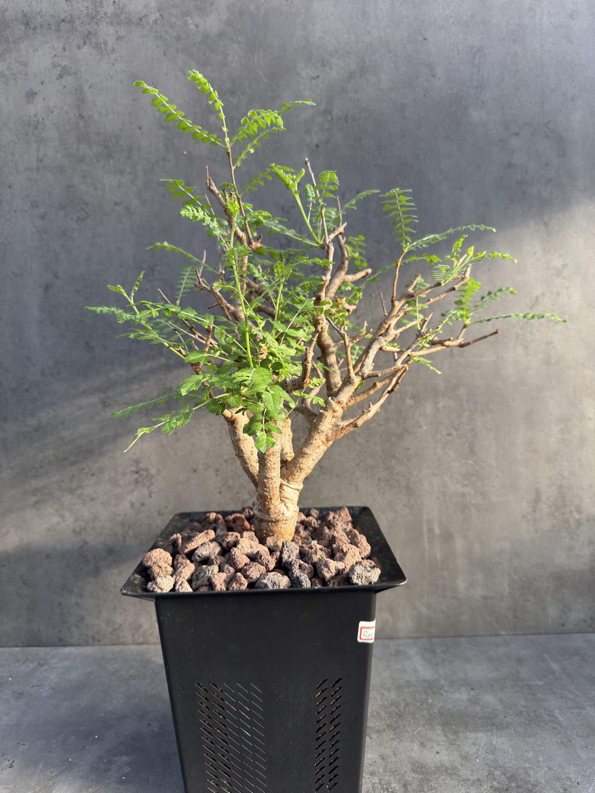 Boswellia neglecta – Afrikanischer Weihrauchbaum - XXL Exemplar