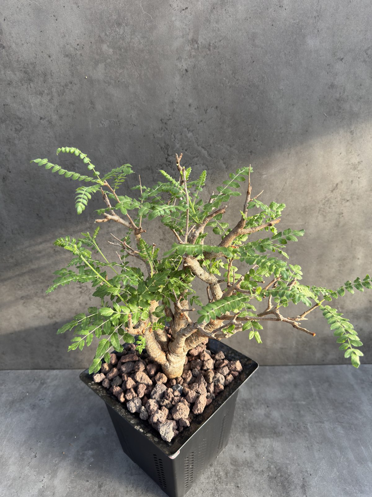 Boswellia neglecta – Afrikanischer Weihrauchbaum - XXL Exemplar