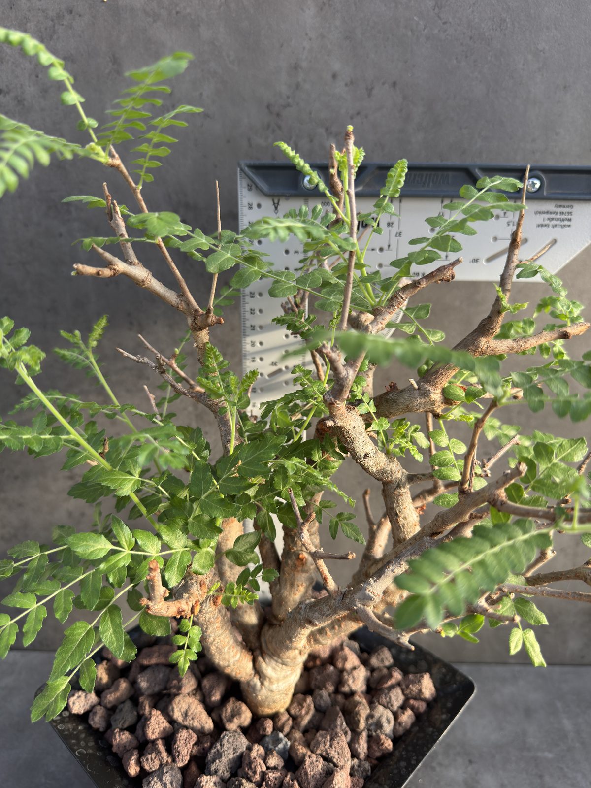 Boswellia neglecta – Afrikanischer Weihrauchbaum - XXL Exemplar
