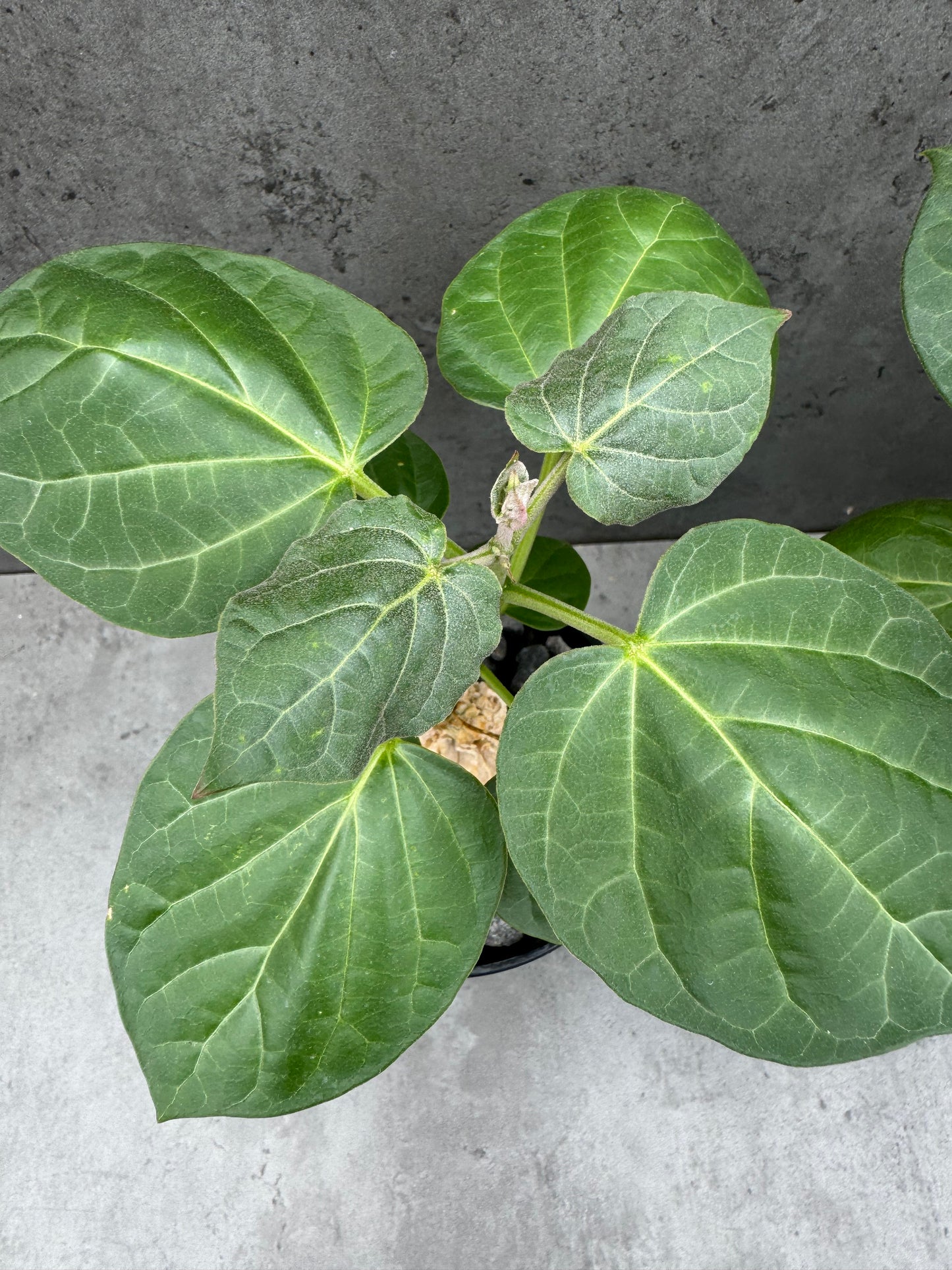 Matelea cyclophylla