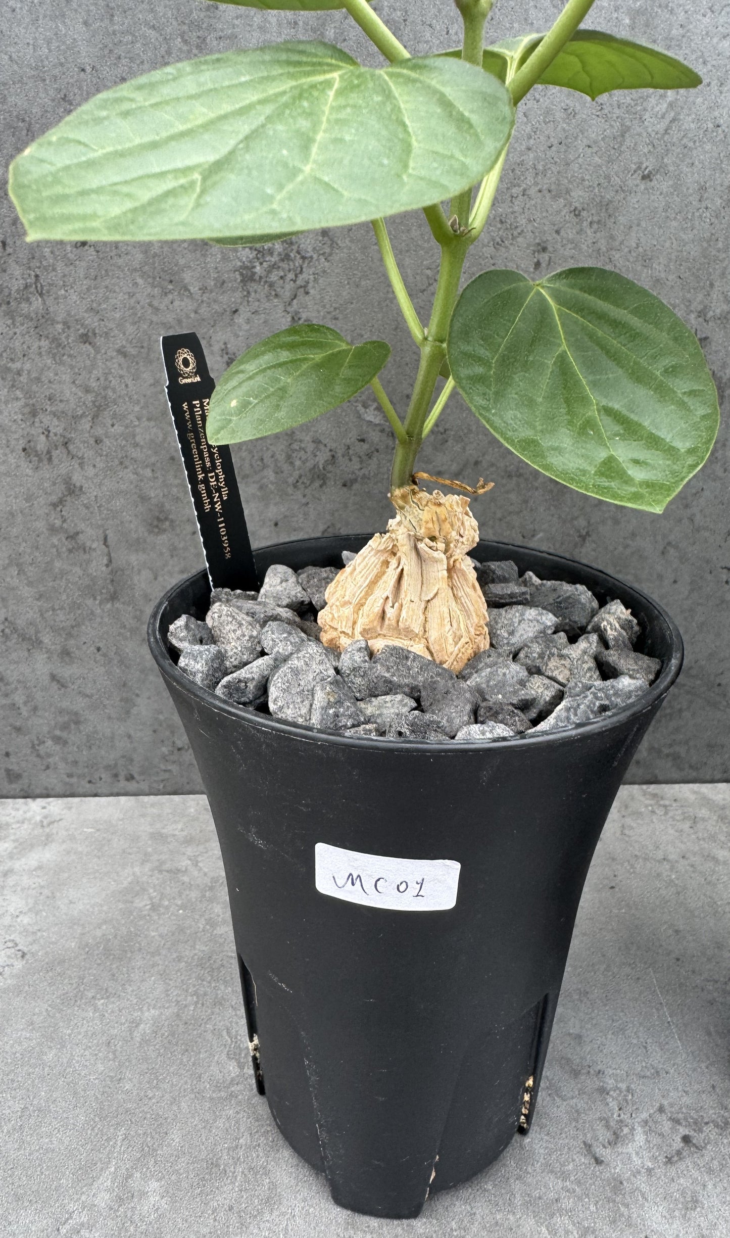 Matelea cyclophylla