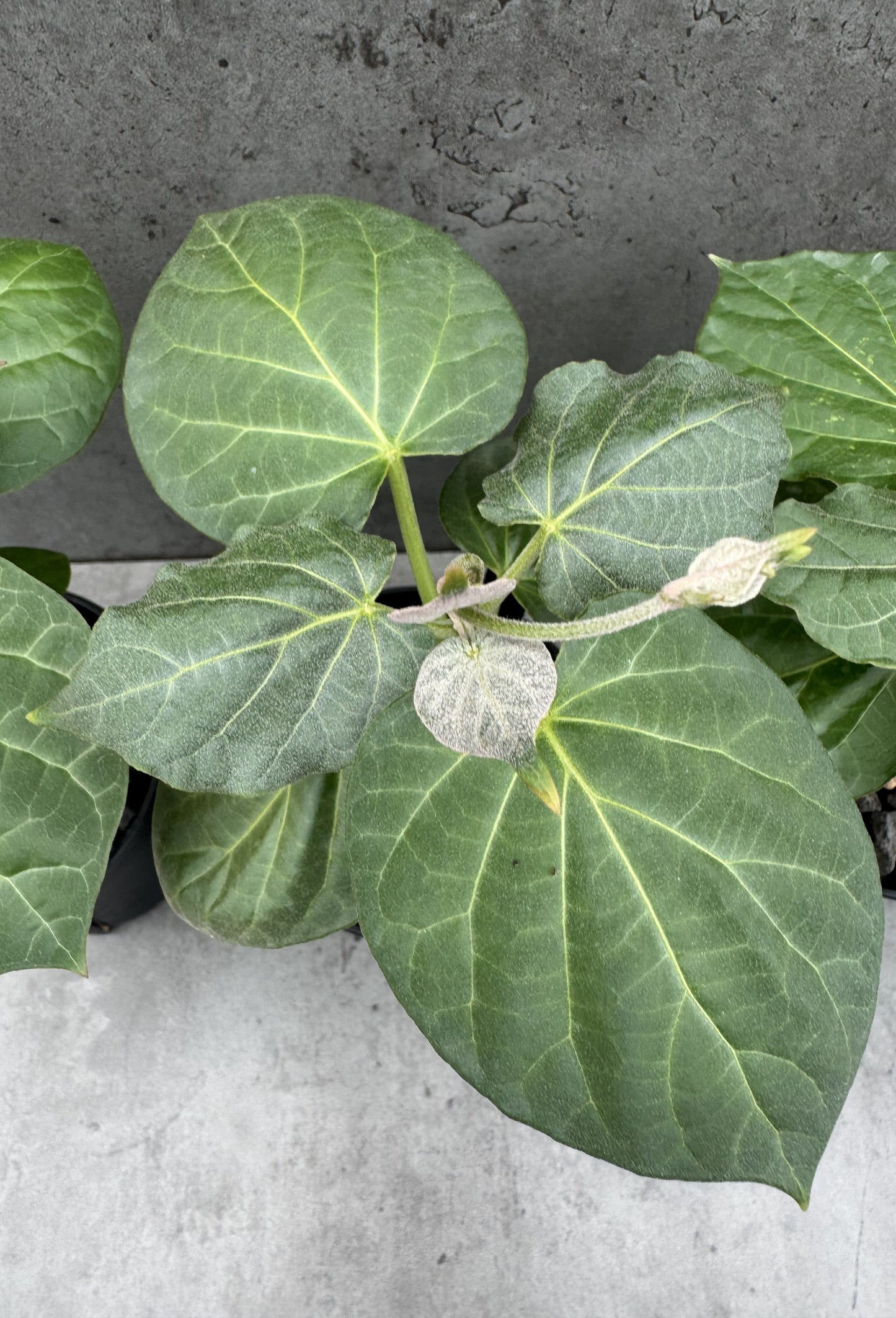 Matelea cyclophylla