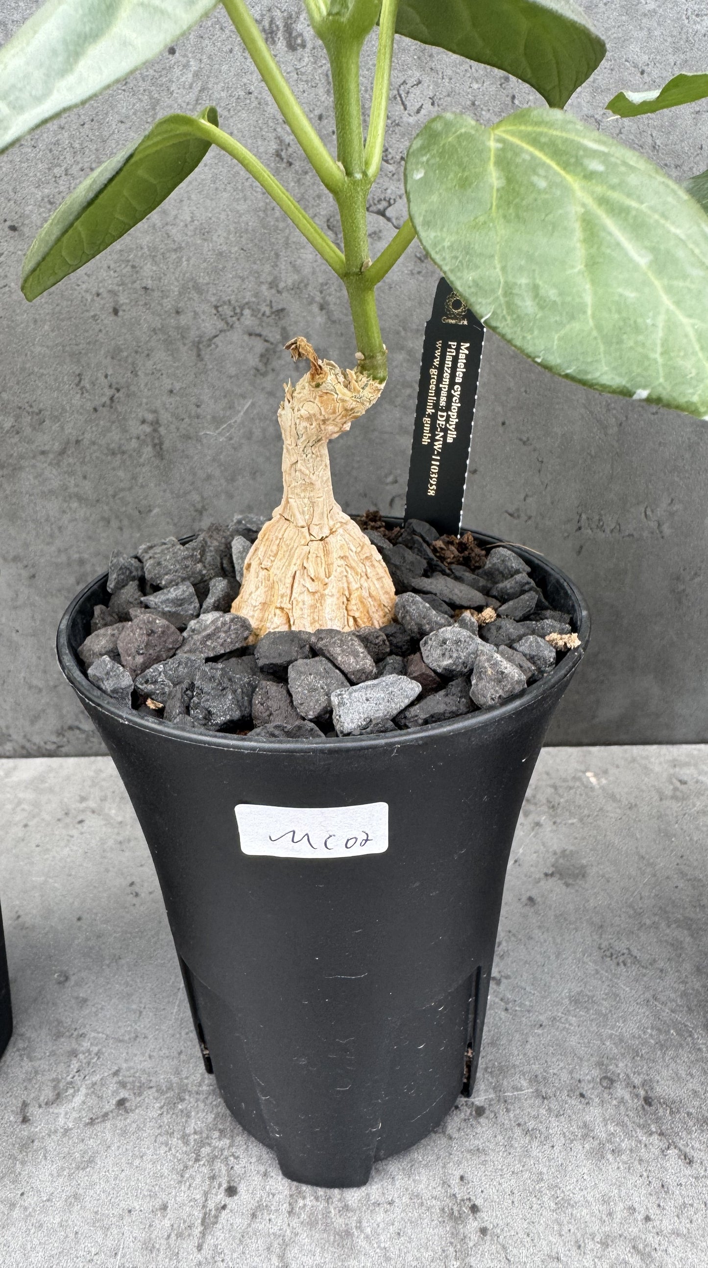 Matelea cyclophylla