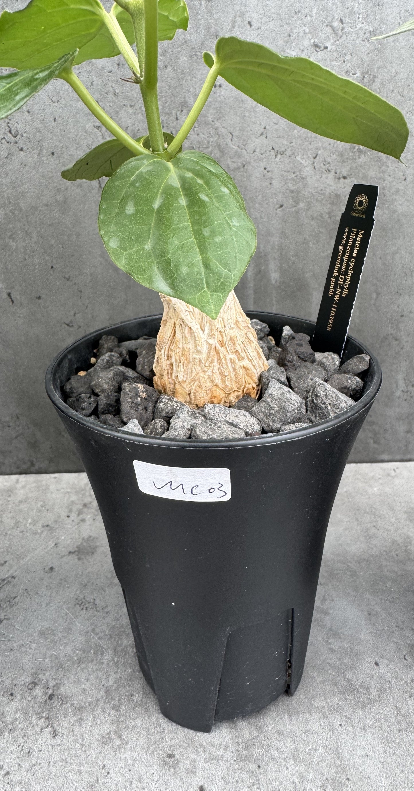 Matelea cyclophylla