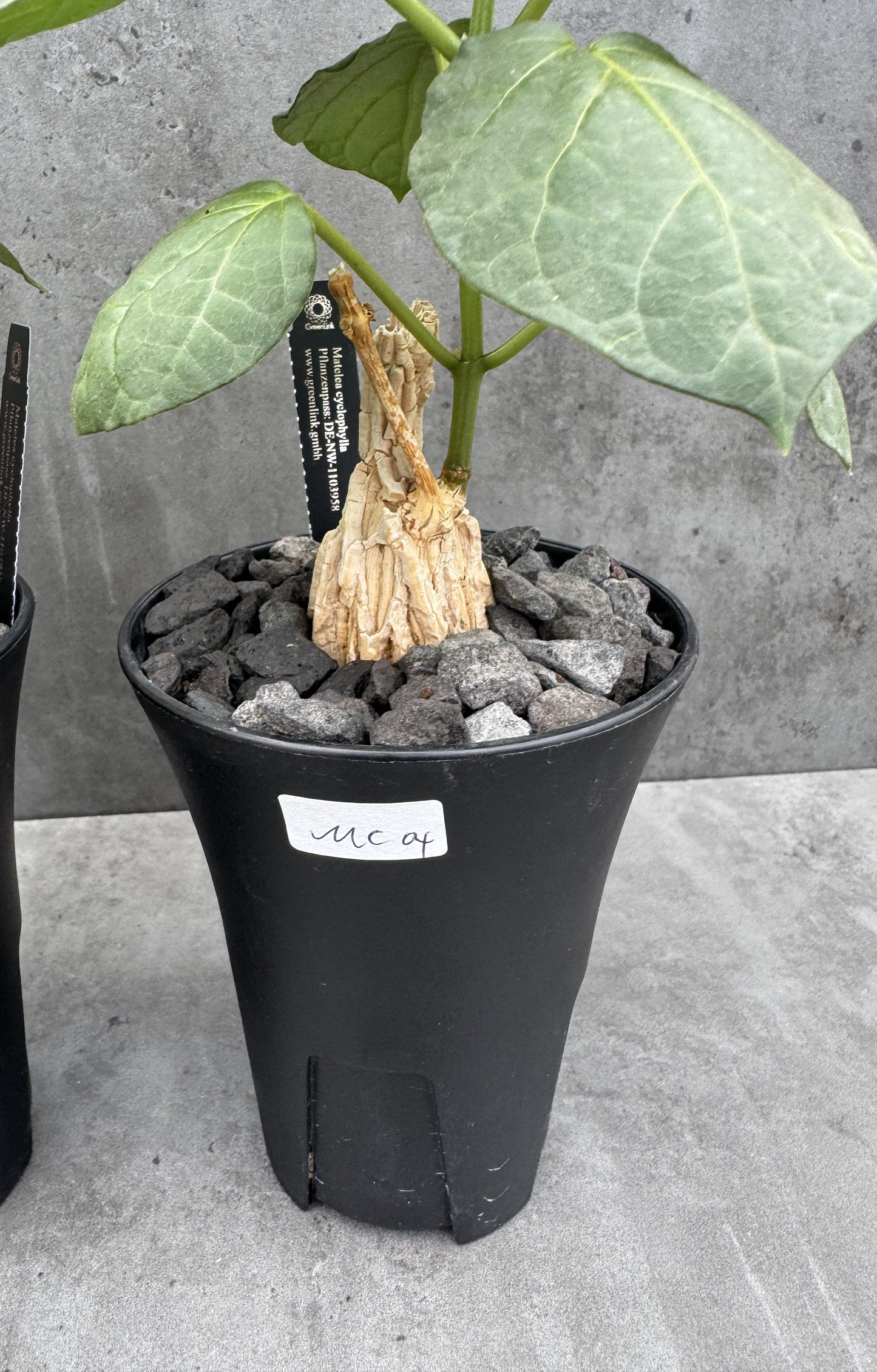 Matelea cyclophylla