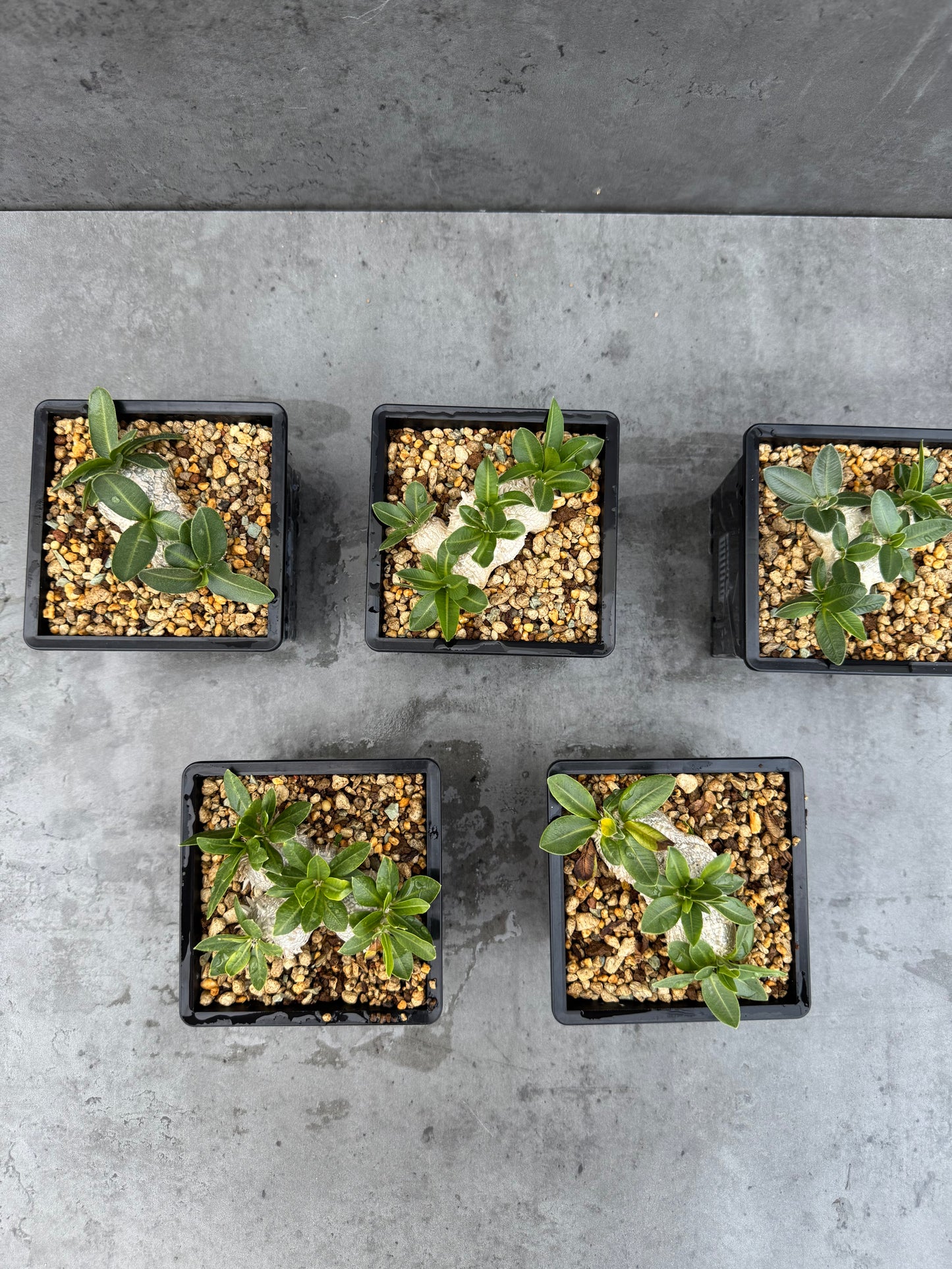 Pachypodium brevicaule - wurzelecht