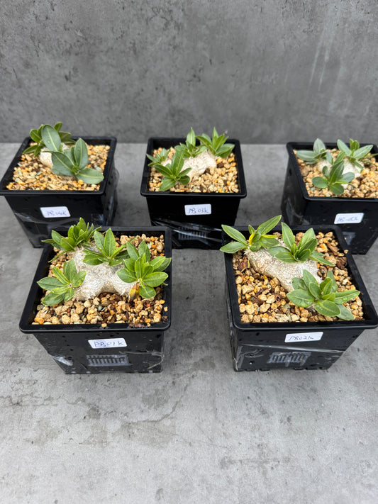 Pachypodium brevicaule - wurzelecht