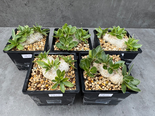 Pachypodium brevicaule großes Exemplar - wurzelecht