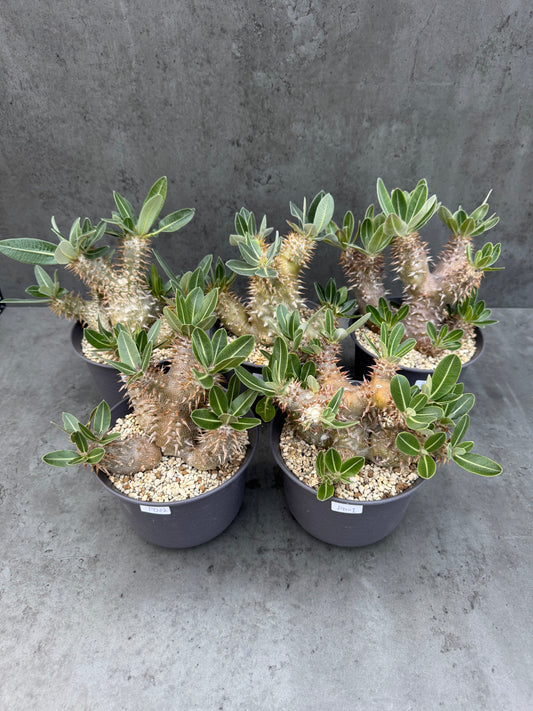 Pachypodium densiflorum - prächtige und kräftige Exemplare