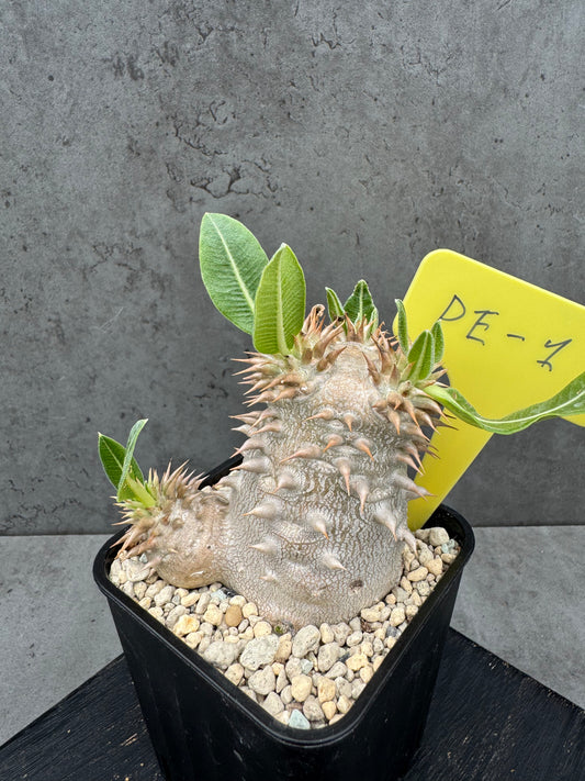 Pachypodium eburneum