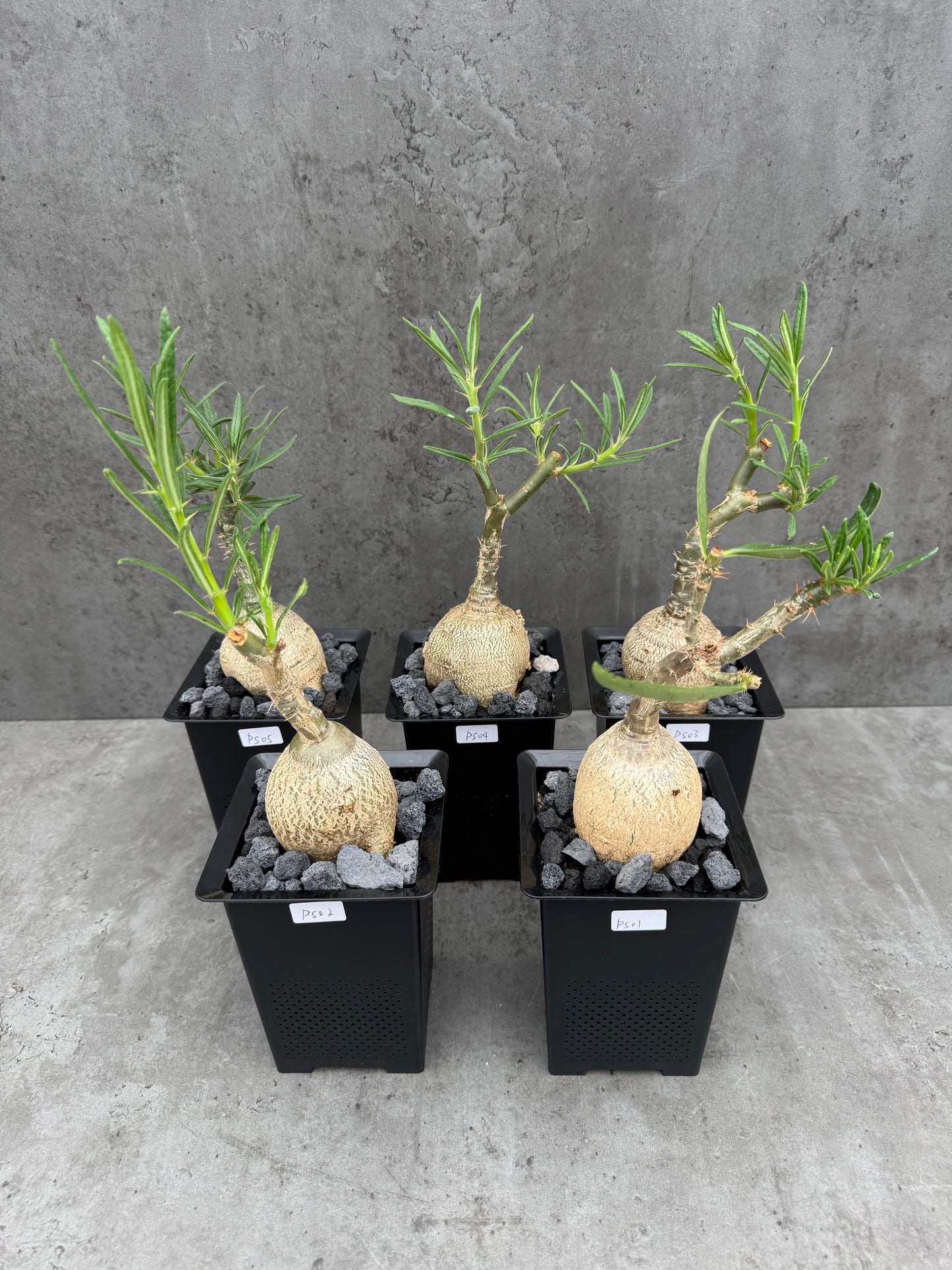 Pachypodium succulentum