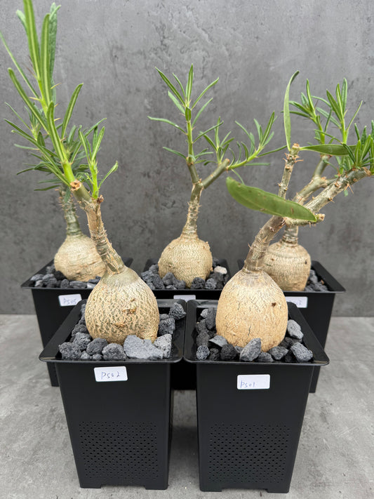 Pachypodium succulentum