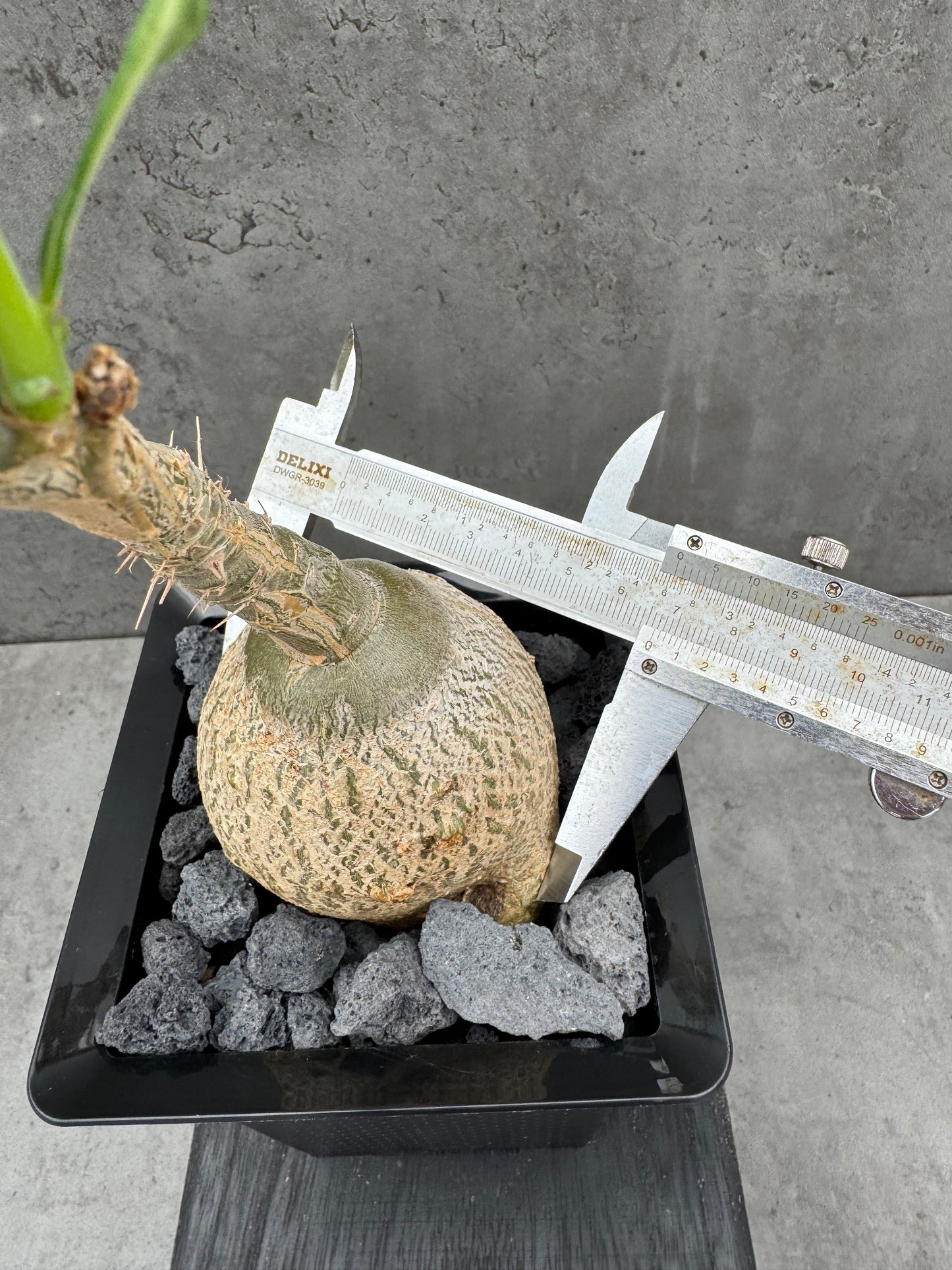 Pachypodium succulentum