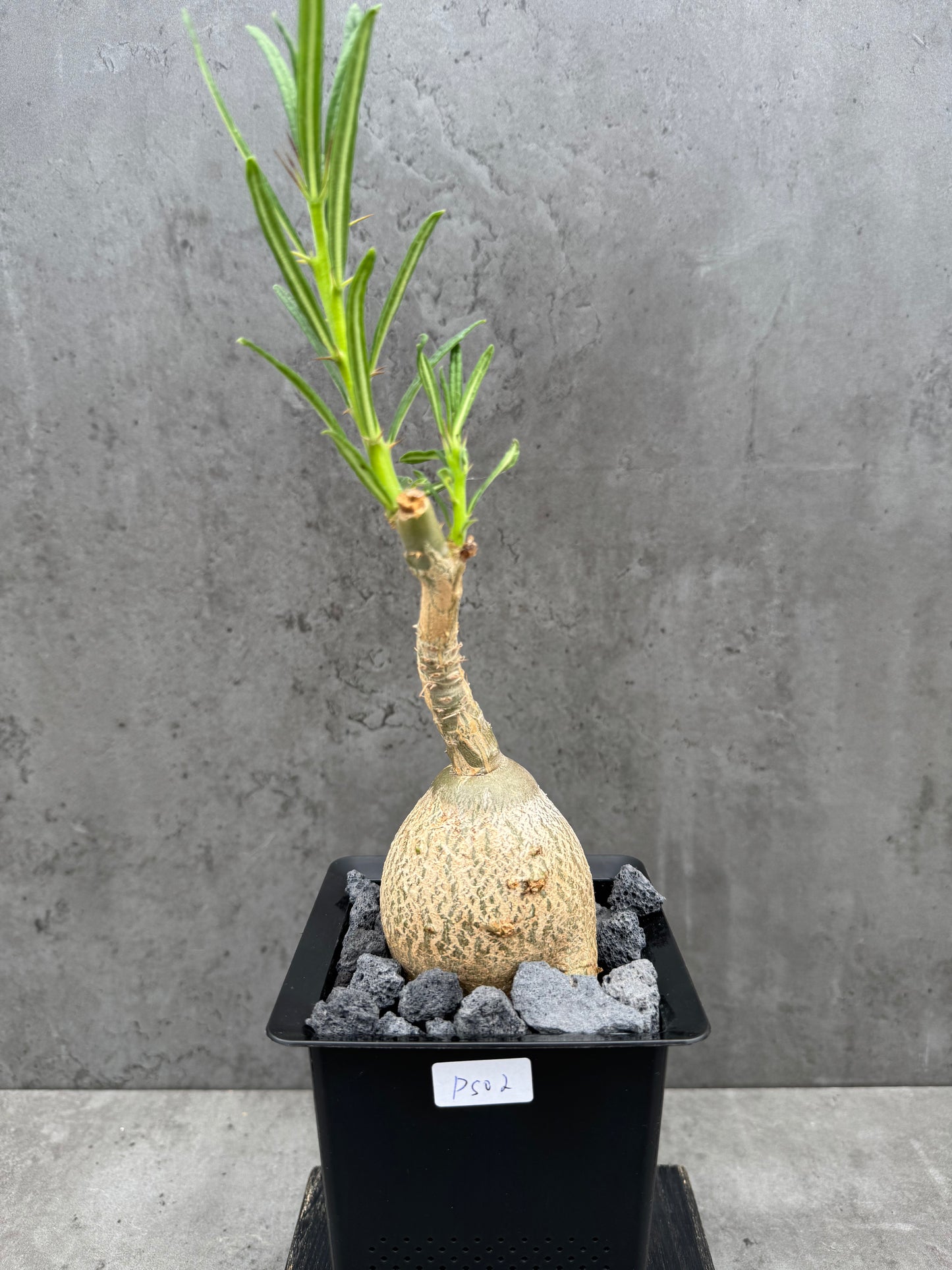 Pachypodium succulentum