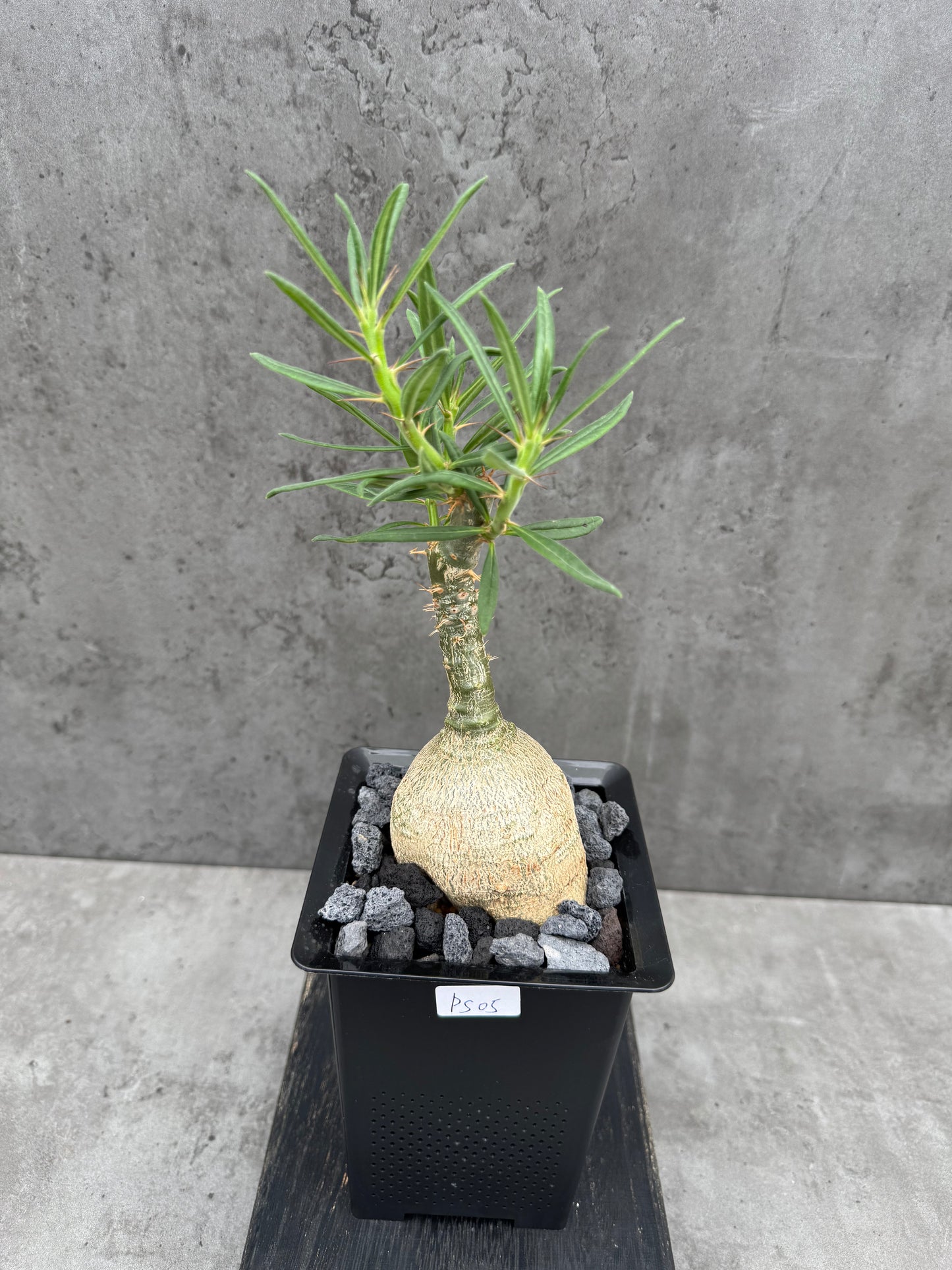 Pachypodium succulentum
