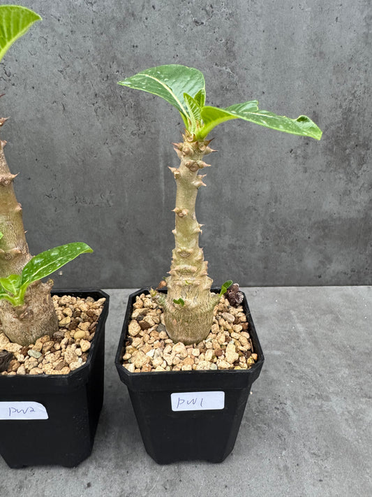 Pachypodium windsorii