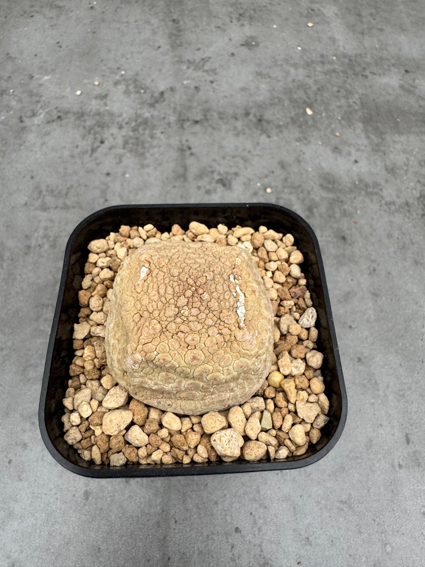 Pseudolithos cubiformis