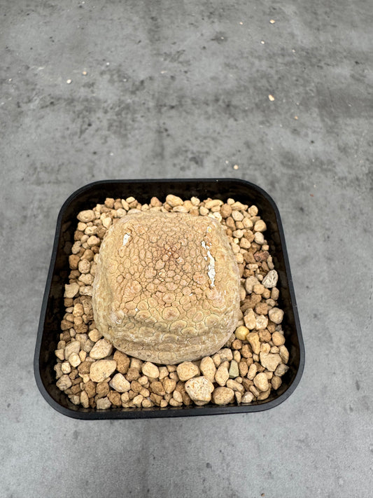 Pseudolithos cubiformis