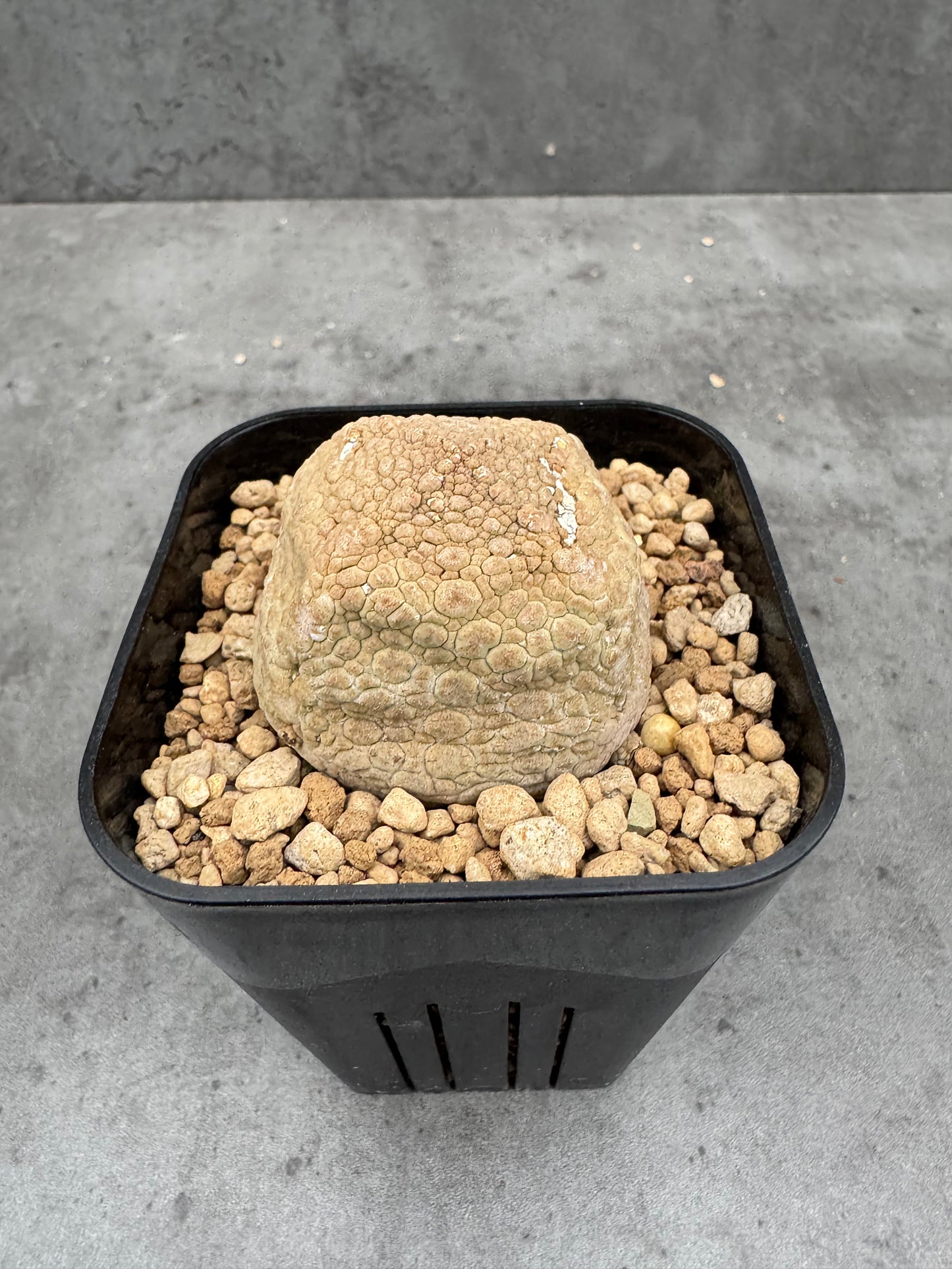 Pseudolithos cubiformis