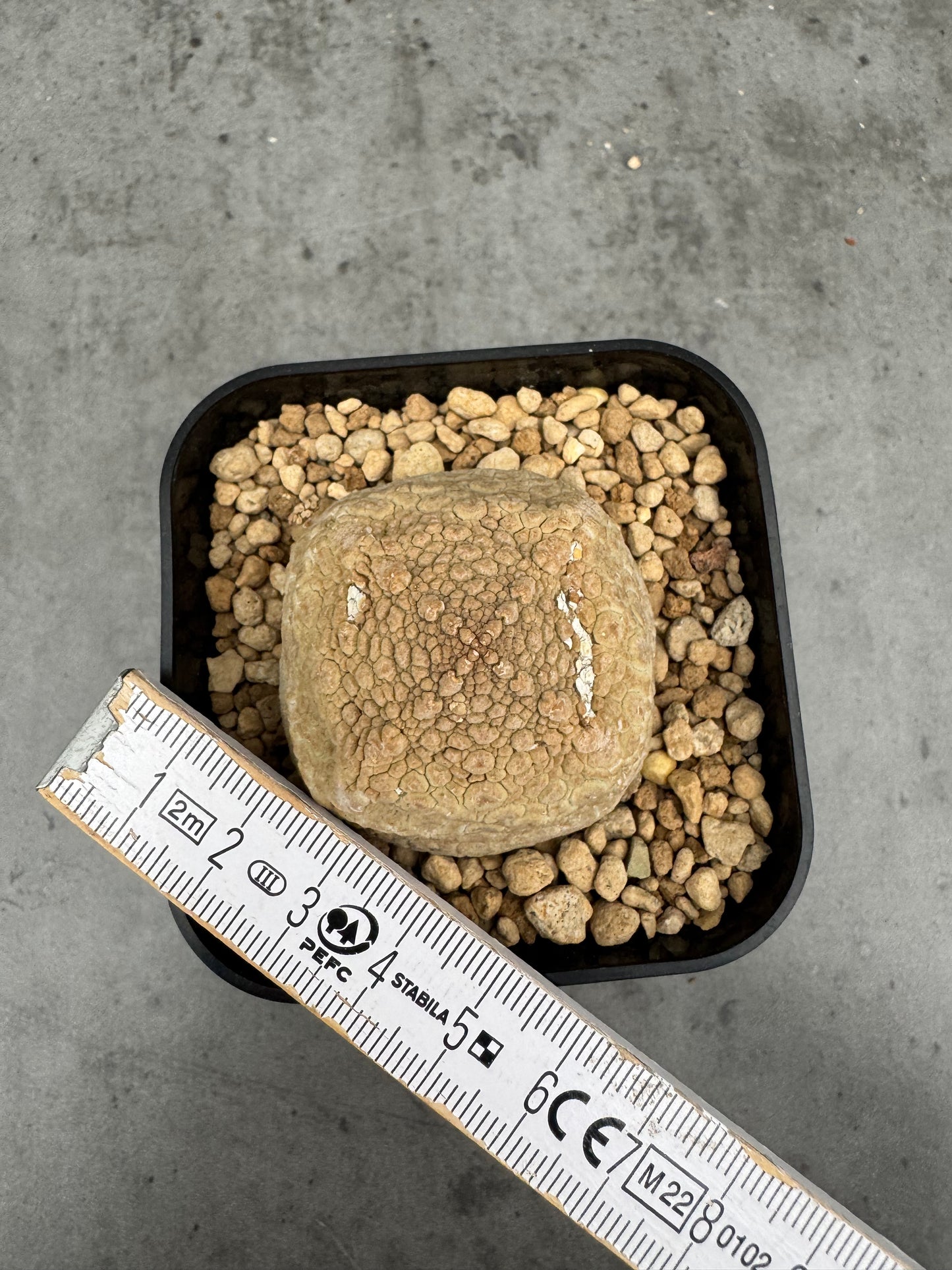 Pseudolithos cubiformis