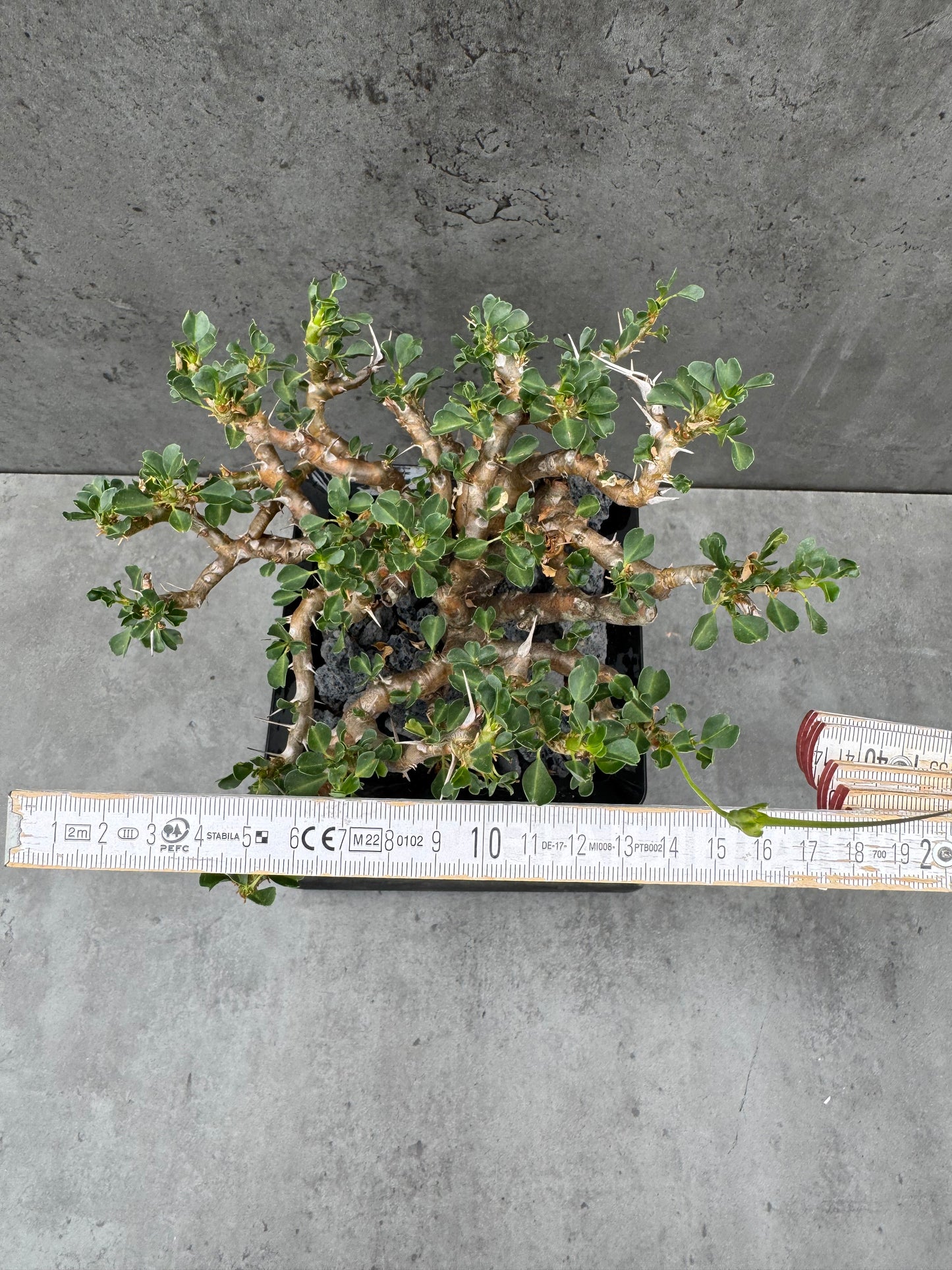 Sarcocaulon Vanderietiae