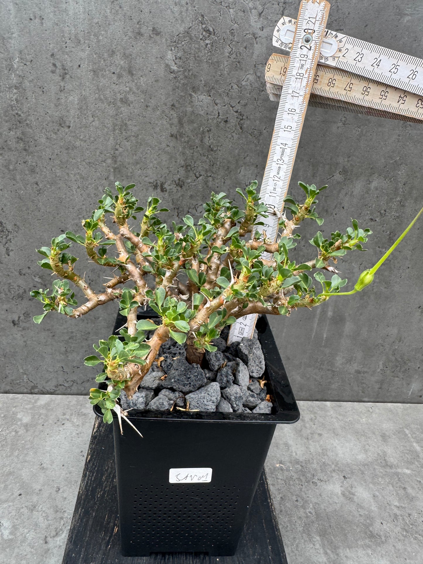 Sarcocaulon Vanderietiae