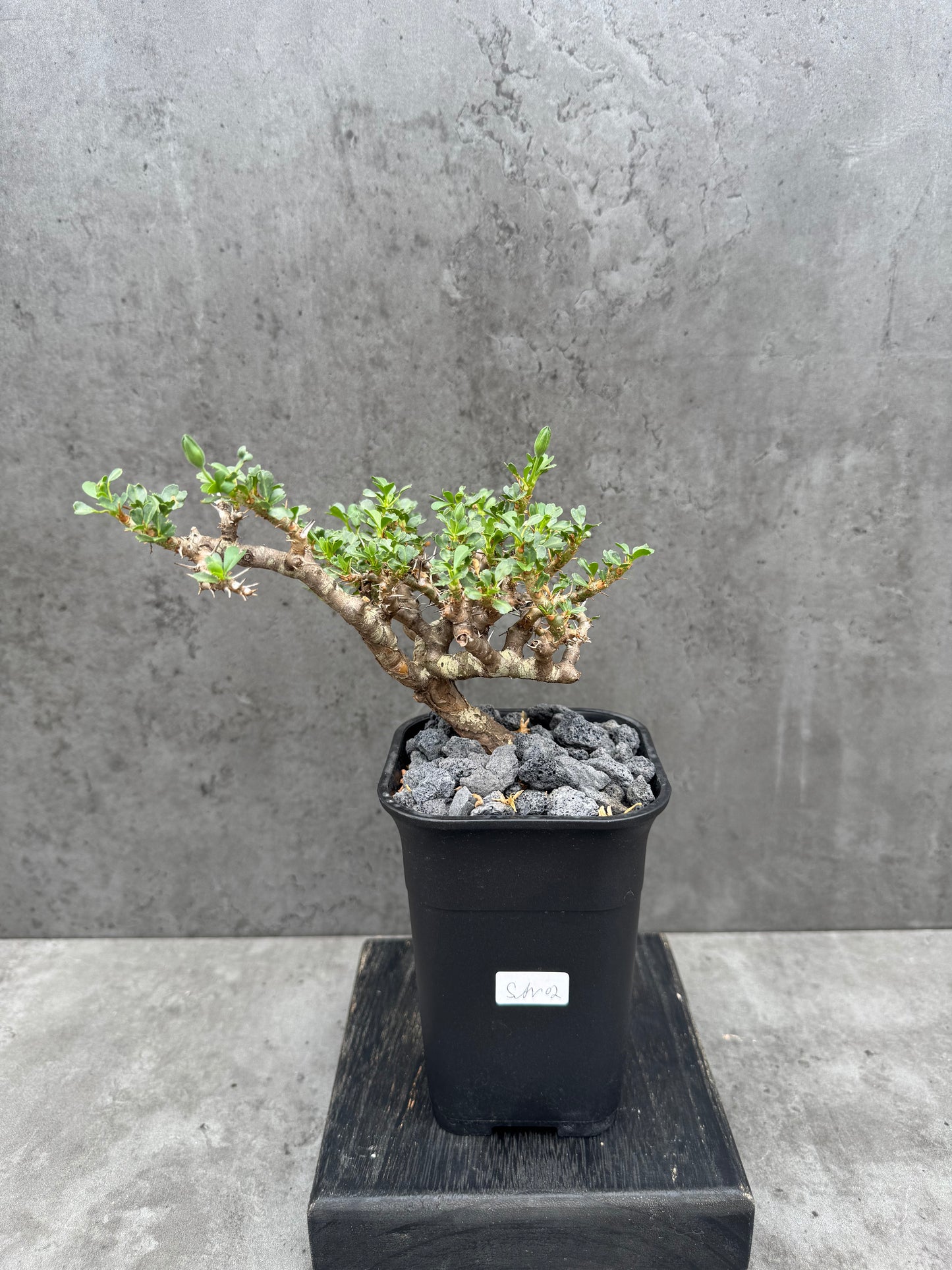 Sarcocaulon vanderietiae