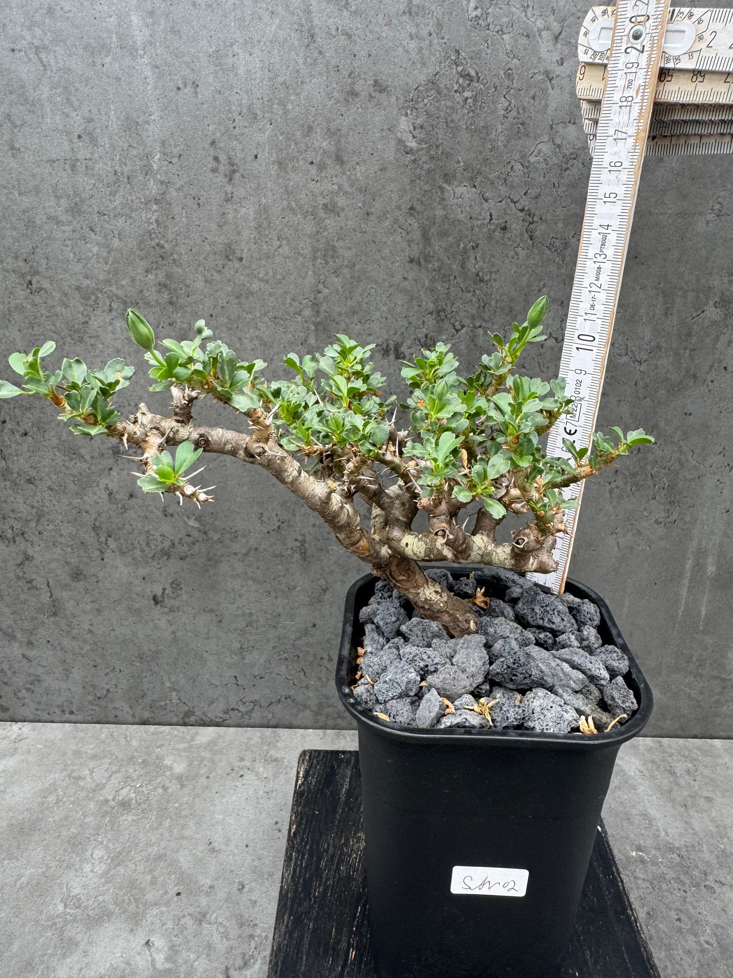 Sarcocaulon vanderietiae