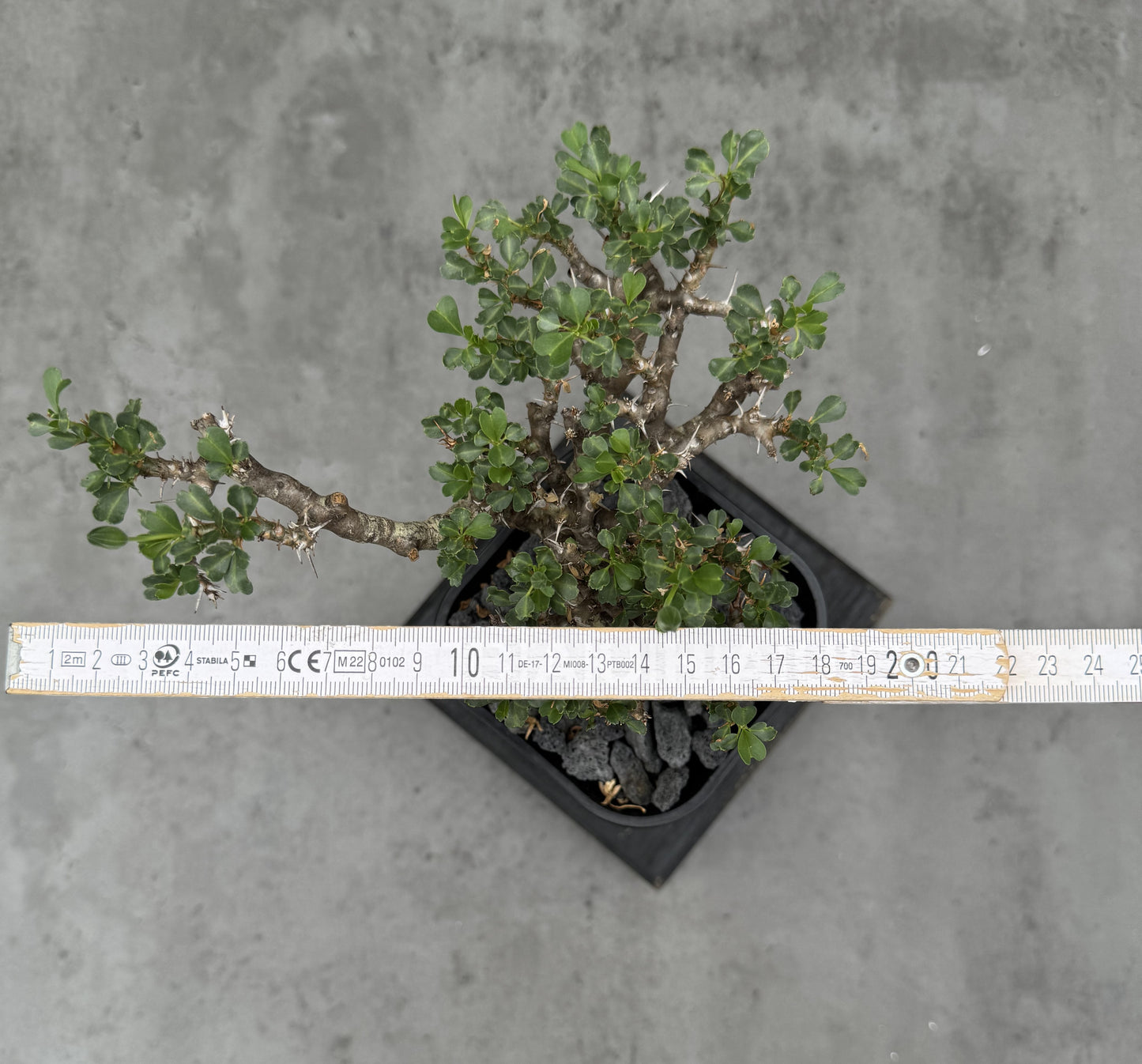 Sarcocaulon vanderietiae