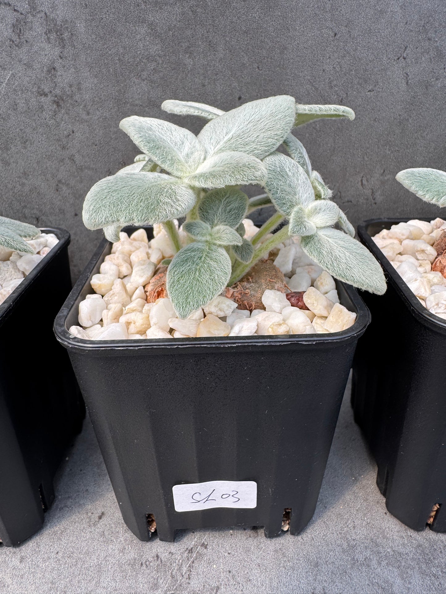 Sinningia leucotricha