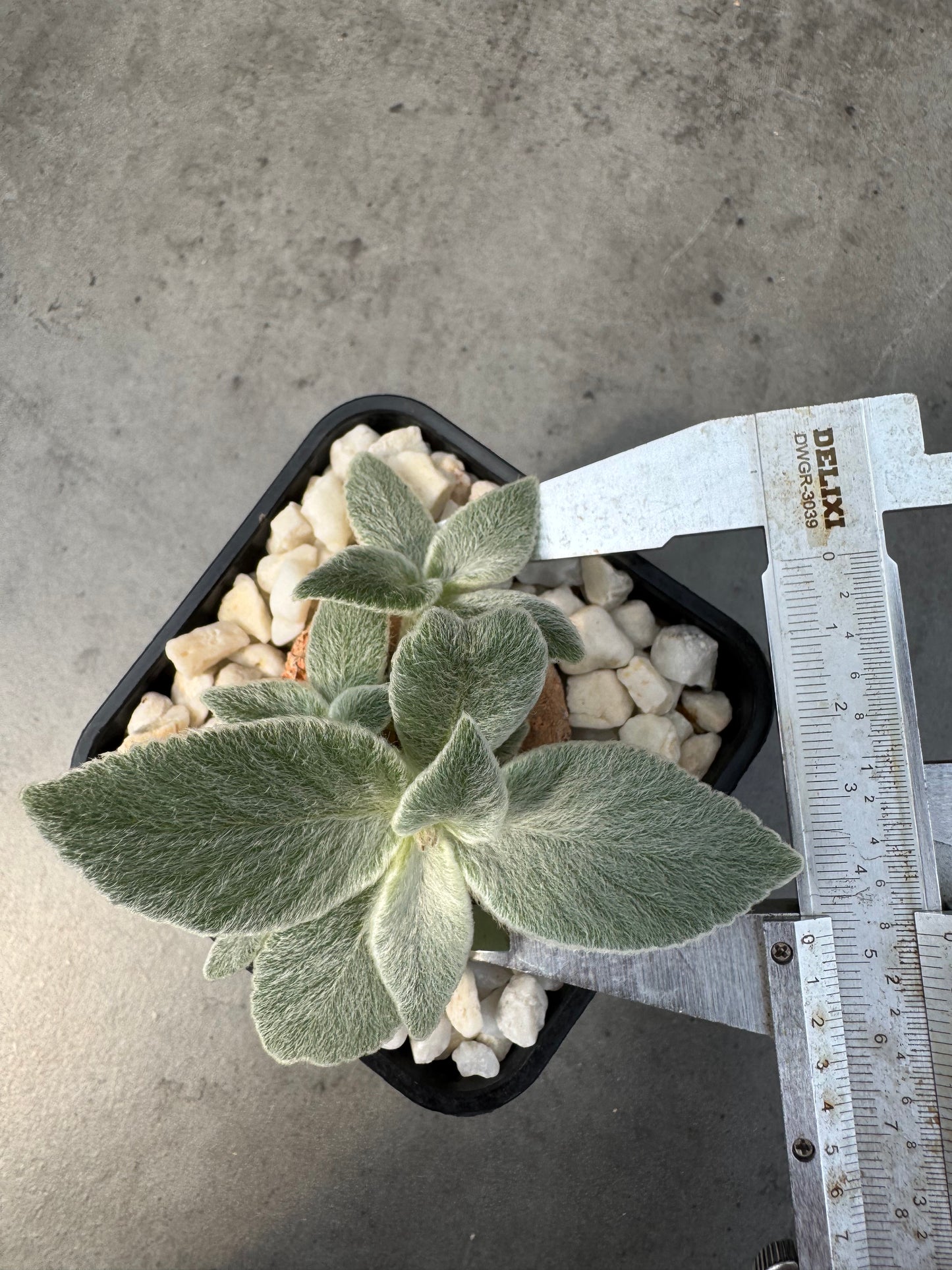 Sinningia leucotricha