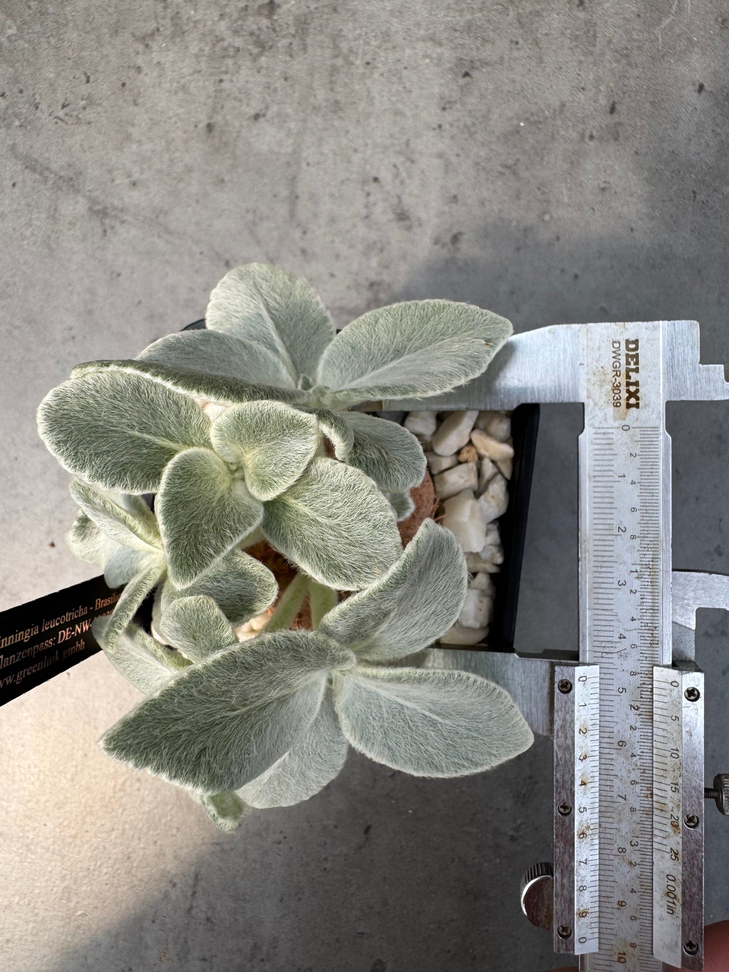 Sinningia leucotricha
