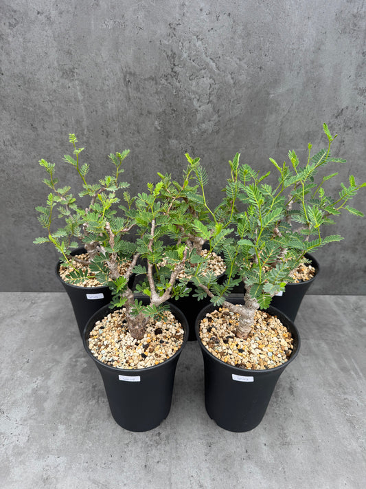 Senna meridionalis