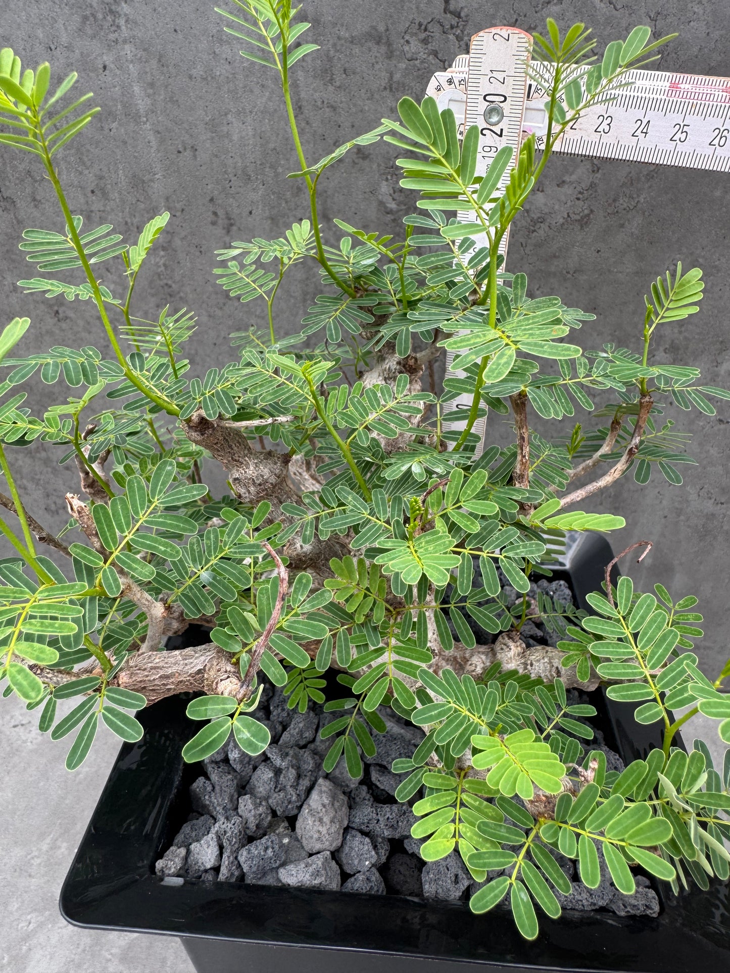 Senna meridionalis - ein exklusives Exemplar!