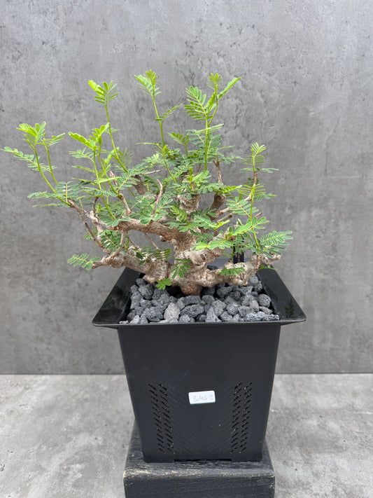 Senna meridionalis - ein exklusives Exemplar!